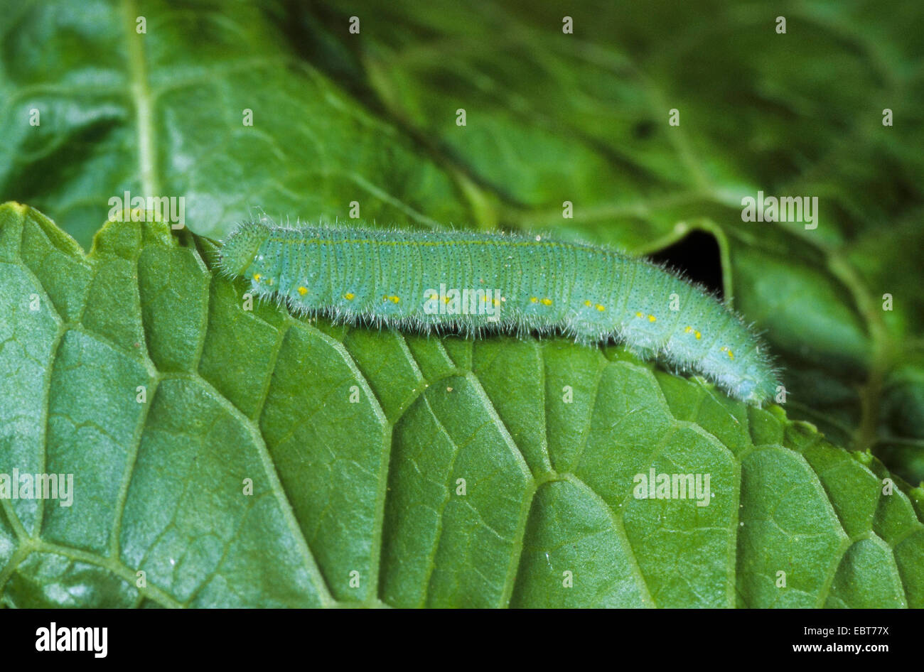 Small white, Cabbage butterfly, Imported cabbageworm (Pieris rapae, Artogeia rapae), caterpillar on a leaf, Germany Stock Photo
