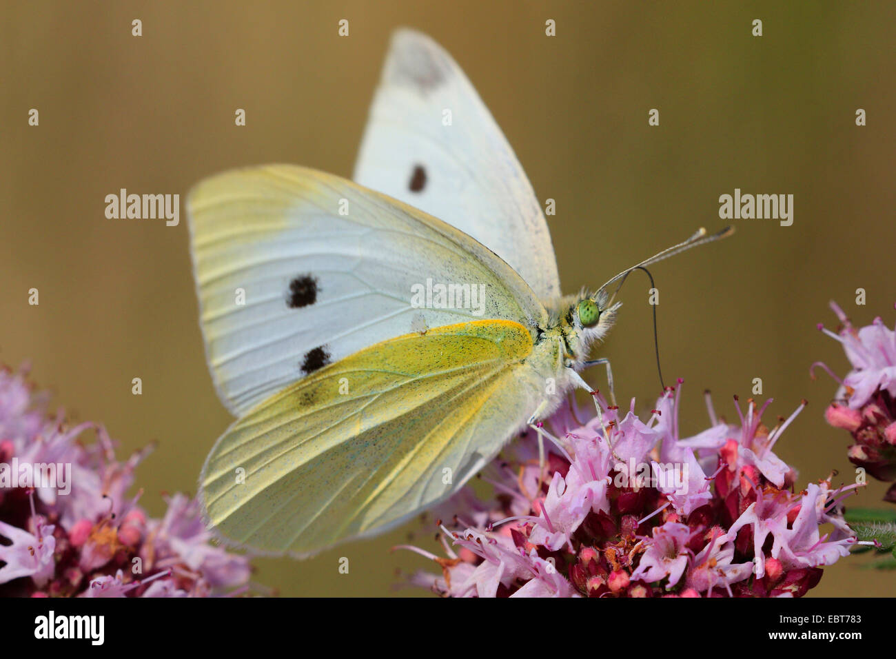 Small white, Cabbage butterfly, Imported cabbageworm (Pieris rapae, Artogeia rapae), on pink flowers on  Origanum vulgare, Germany Stock Photo