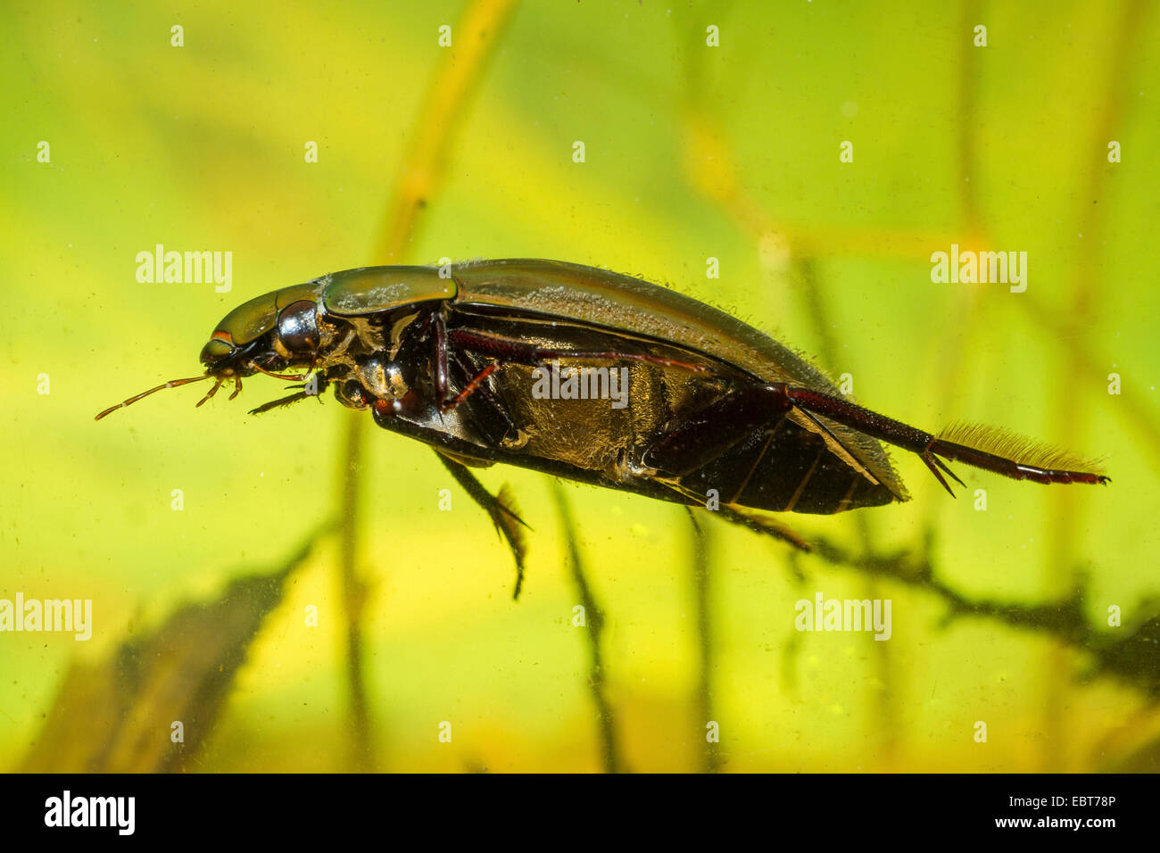 Greater silver beetle, Great black water beetle, Great silver water