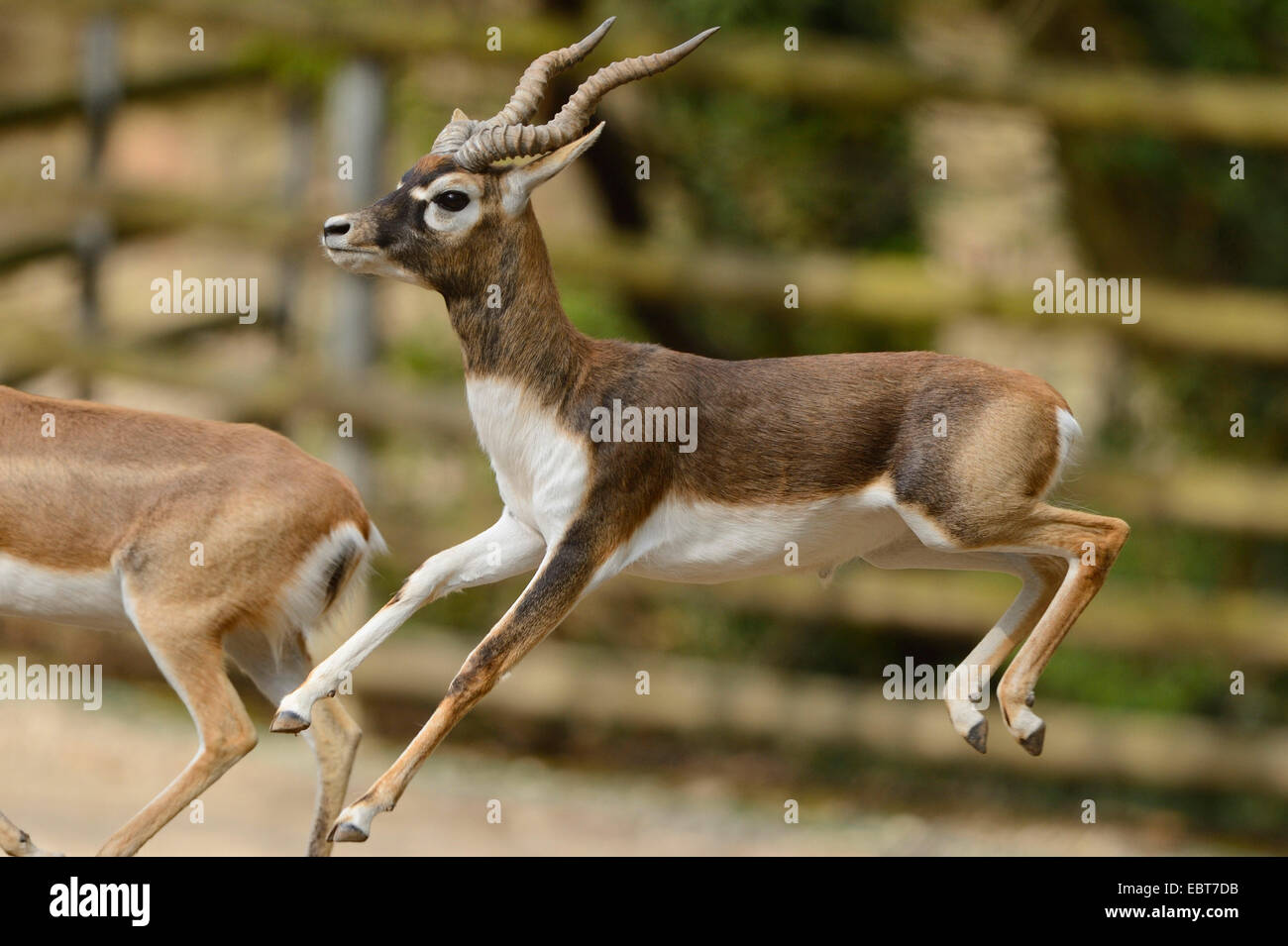 blackbuck (Antilope cervicapra), male jumping Stock Photo
