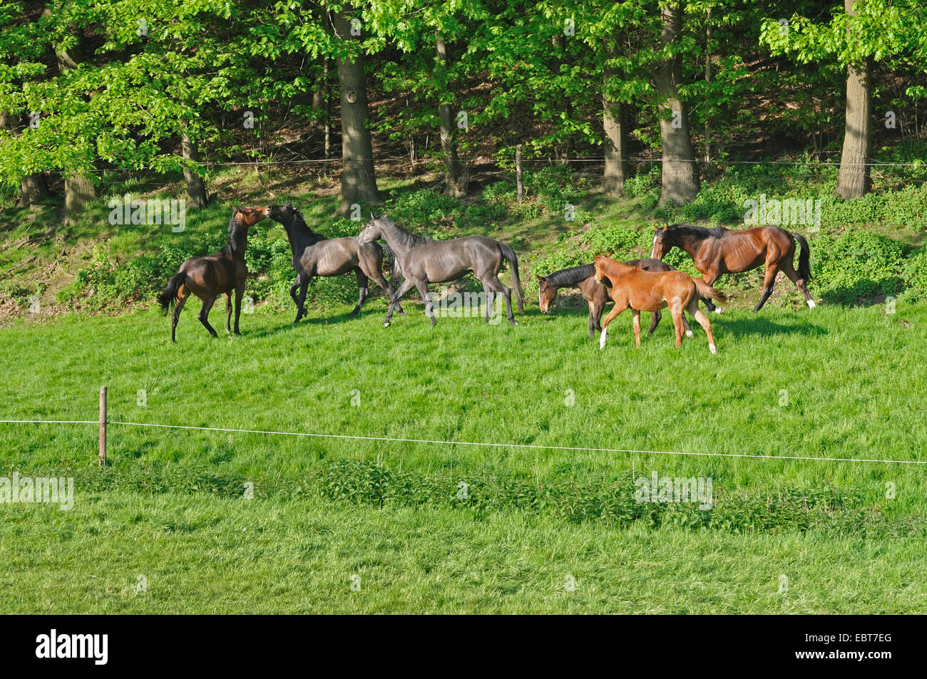 Breeds of horses hires stock photography and images Alamy