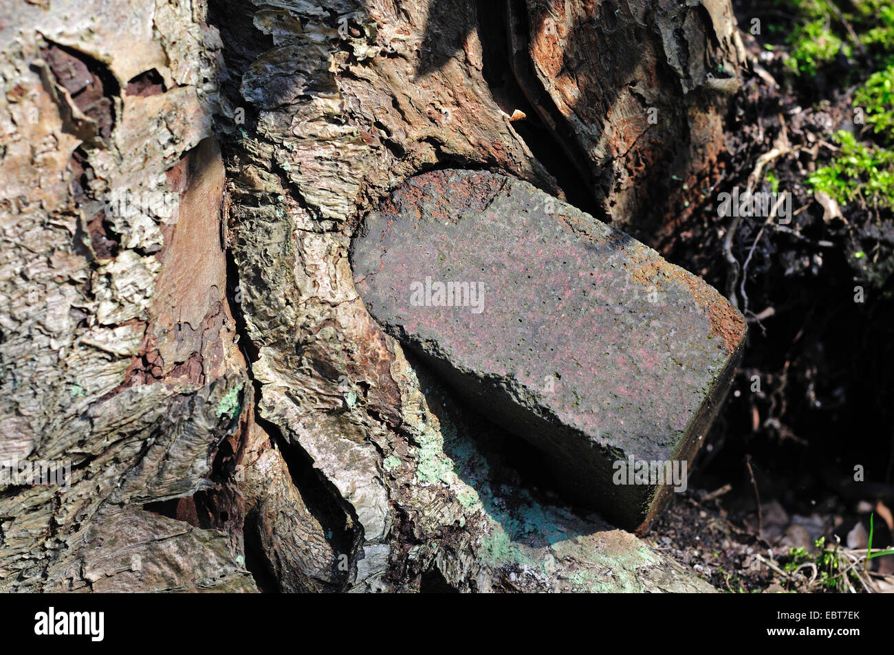 tree trunk with ingrown brick, Germany Stock Photo