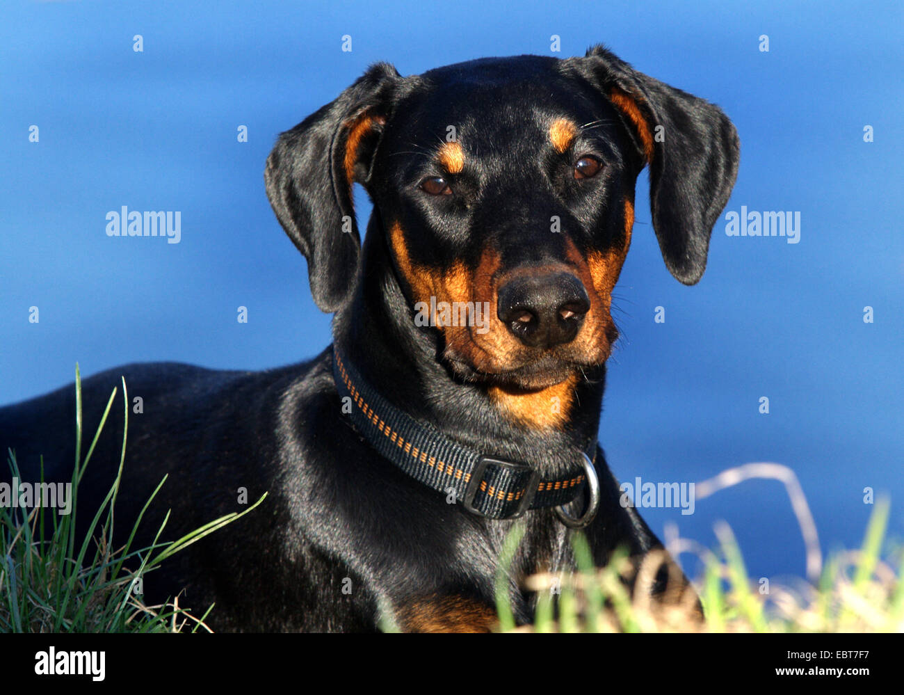 Dobermann (Canis lupus f. familiaris), portrait, Germany Stock Photo
