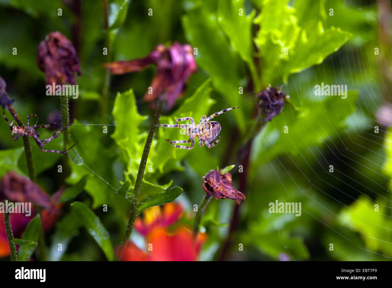 Two Garden Spiders defending their territory. Stock Photo