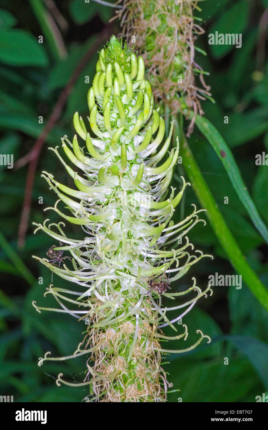 spiked rampion (Phyteuma spicatum), inflorescence, Austria, Tyrol Stock Photo