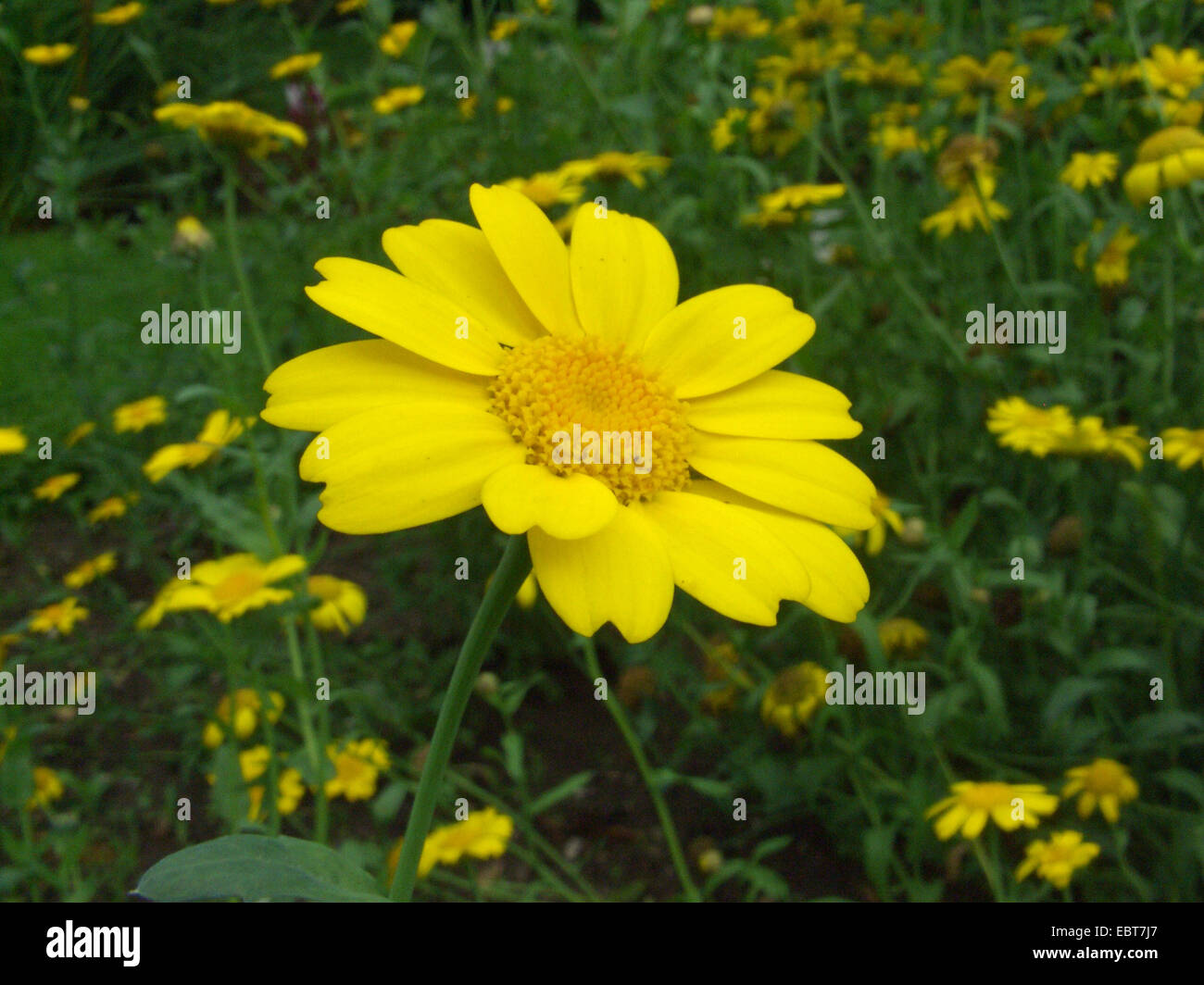 corn chrysanthemum, corn marigold (Chrysanthemum segetum, Glebionis segetum), flower, Germany Stock Photo