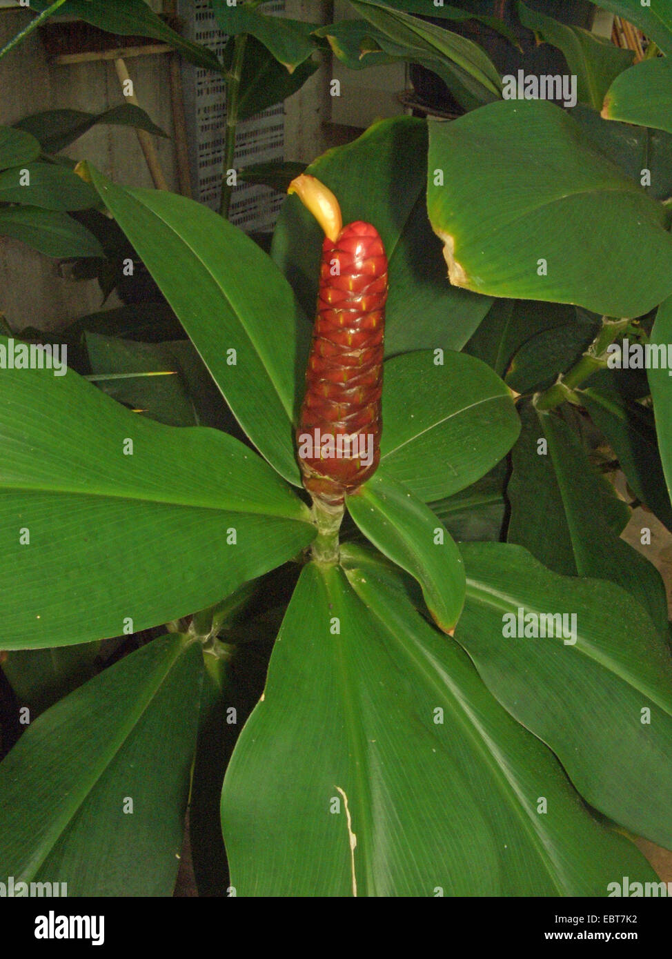 Spiral ginger (Costus scaber), blooming Stock Photo