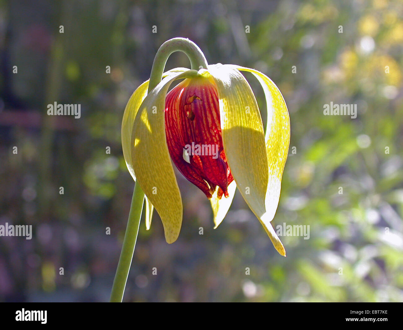 California pitcher plant, Cobra Lily Plant (Darlingtonia californica), flower Stock Photo