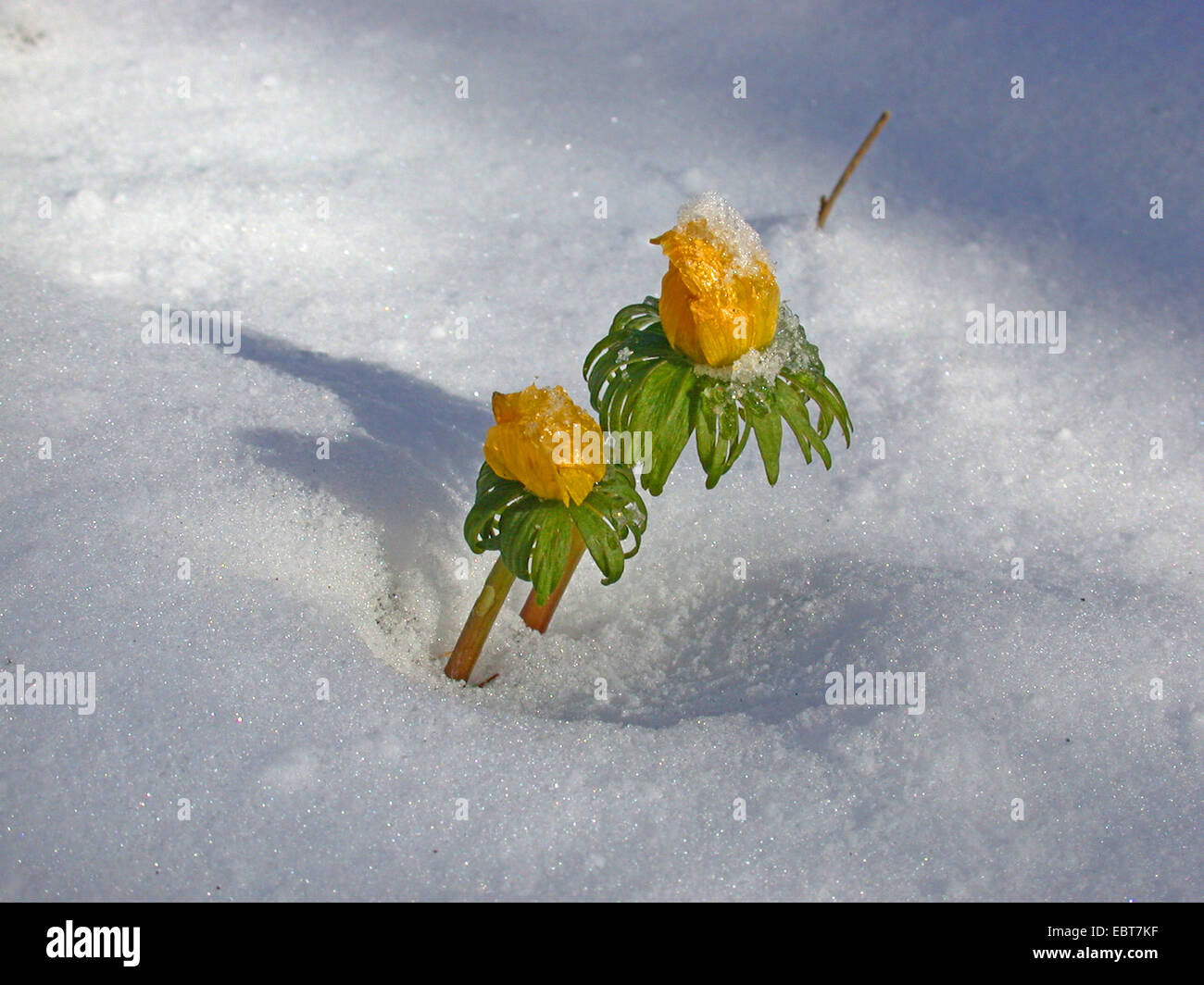 winter aconite (Eranthis hyemalis), blooming in snow, Germany Stock Photo