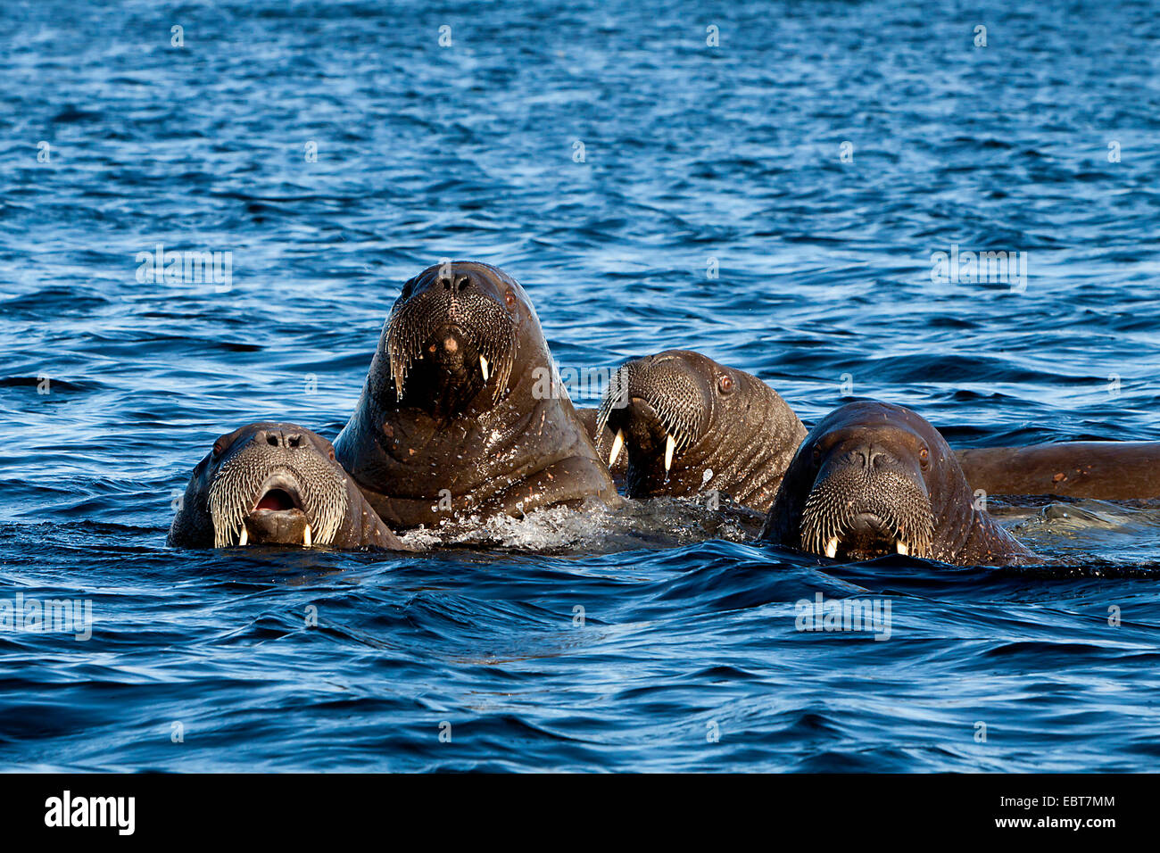 walrus (Odobenus rosmarus), walruses in the Arctic Ocean , Norway, Svalbard Stock Photo