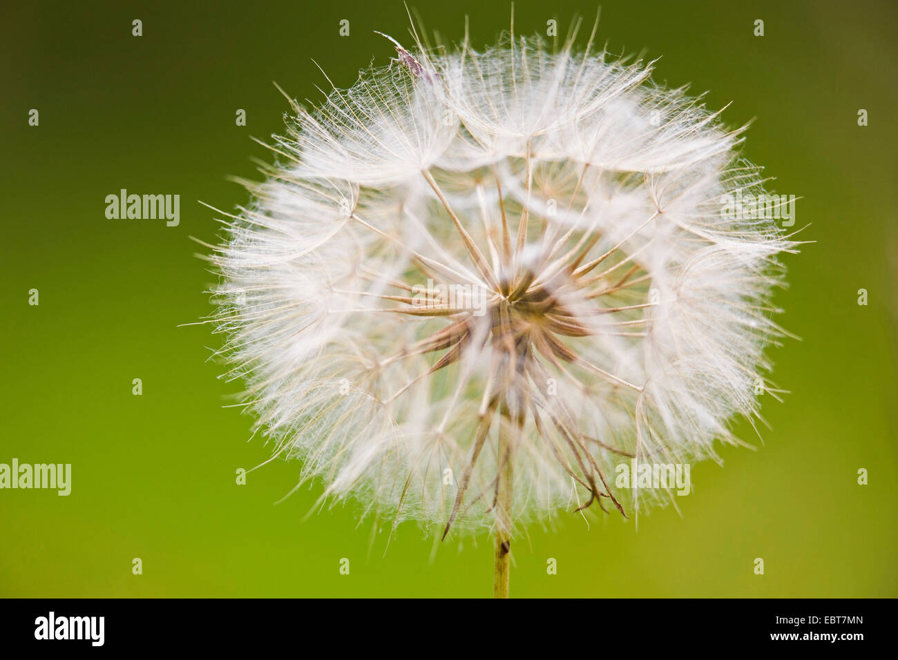 meadow goat's beard, jack-go-to-bed-at-noon, meadow salsifify (Tragopogon pratensis), fruiting, Germany, Hesse Stock Photo