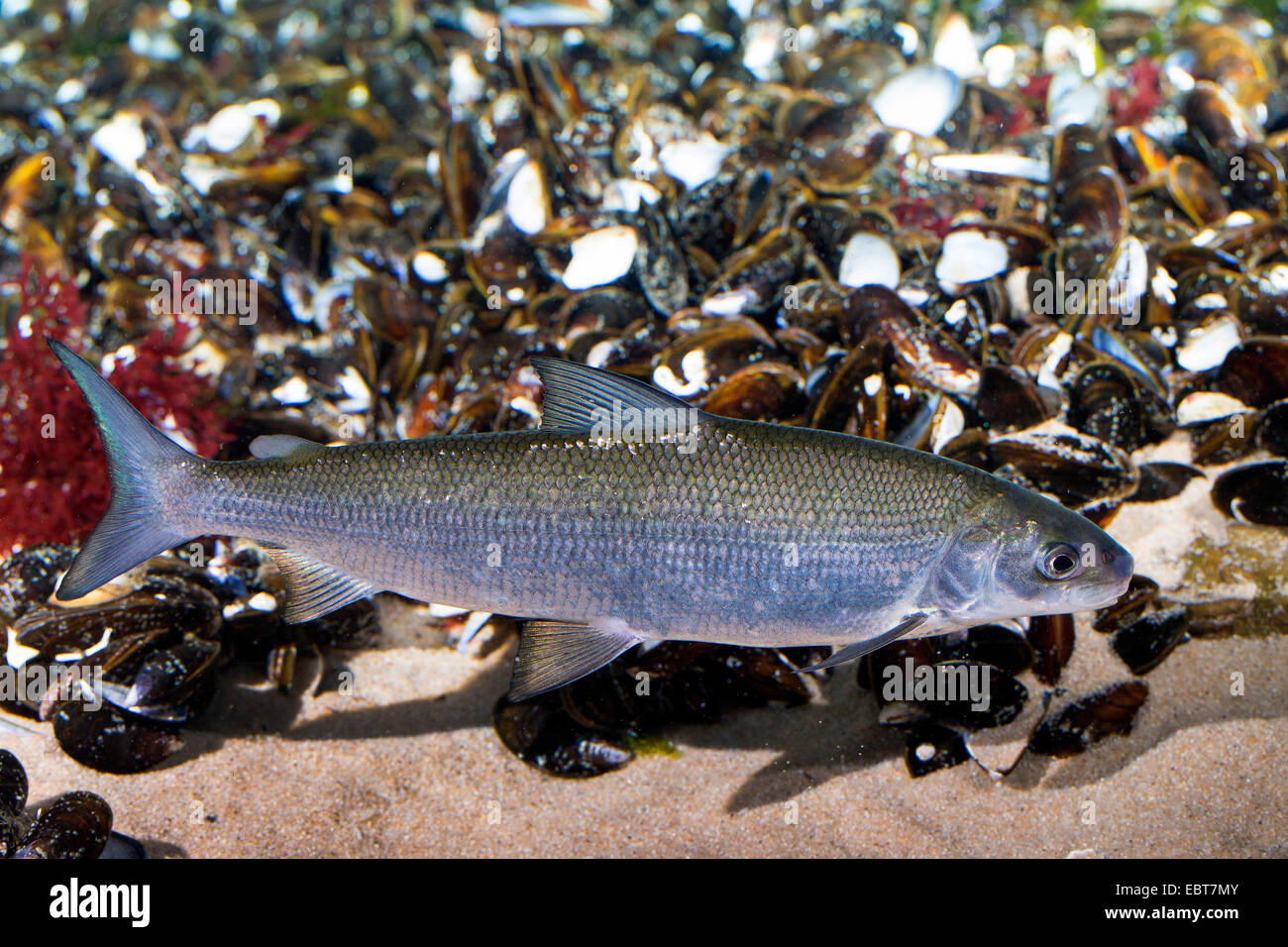 houting (Coregonus oxyrhynchus, Coregonus oxyrinchus, Coregonus lavaretus oxyrhynchus), with many mussels Stock Photo