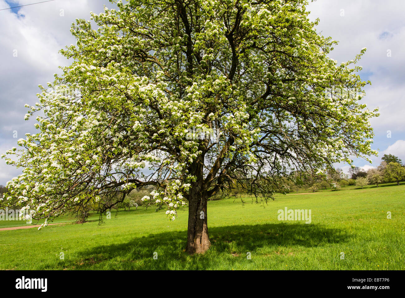 common pear (Pyrus communis), flowering tree in a fruit tree meadow