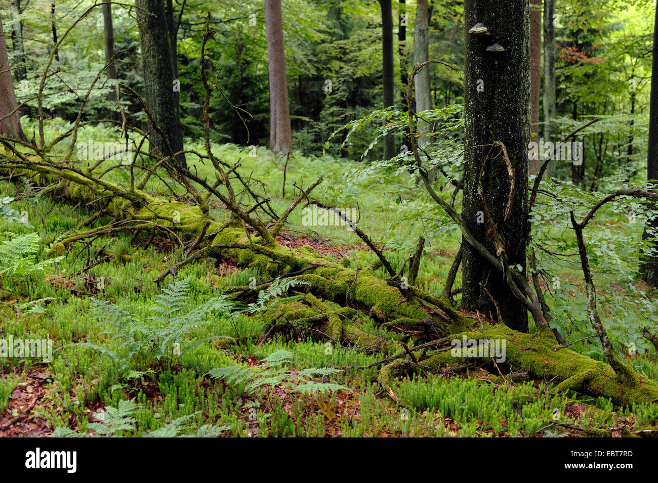 natural forest Frauengrube, Germany, North Rhine-Westphalia, Sauerland Stock Photo