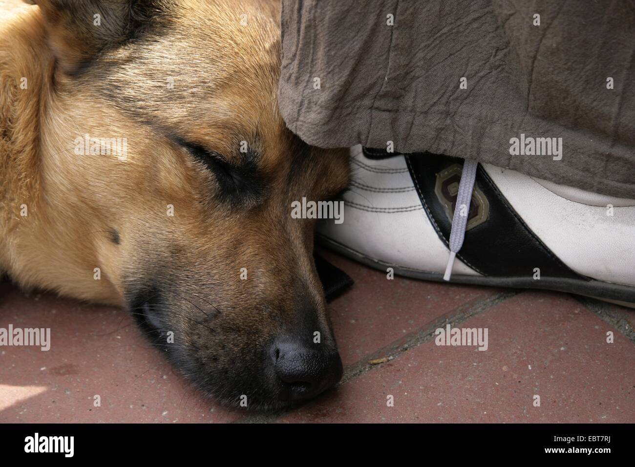 Chien Malinois High Resolution Stock Photography And Images Alamy