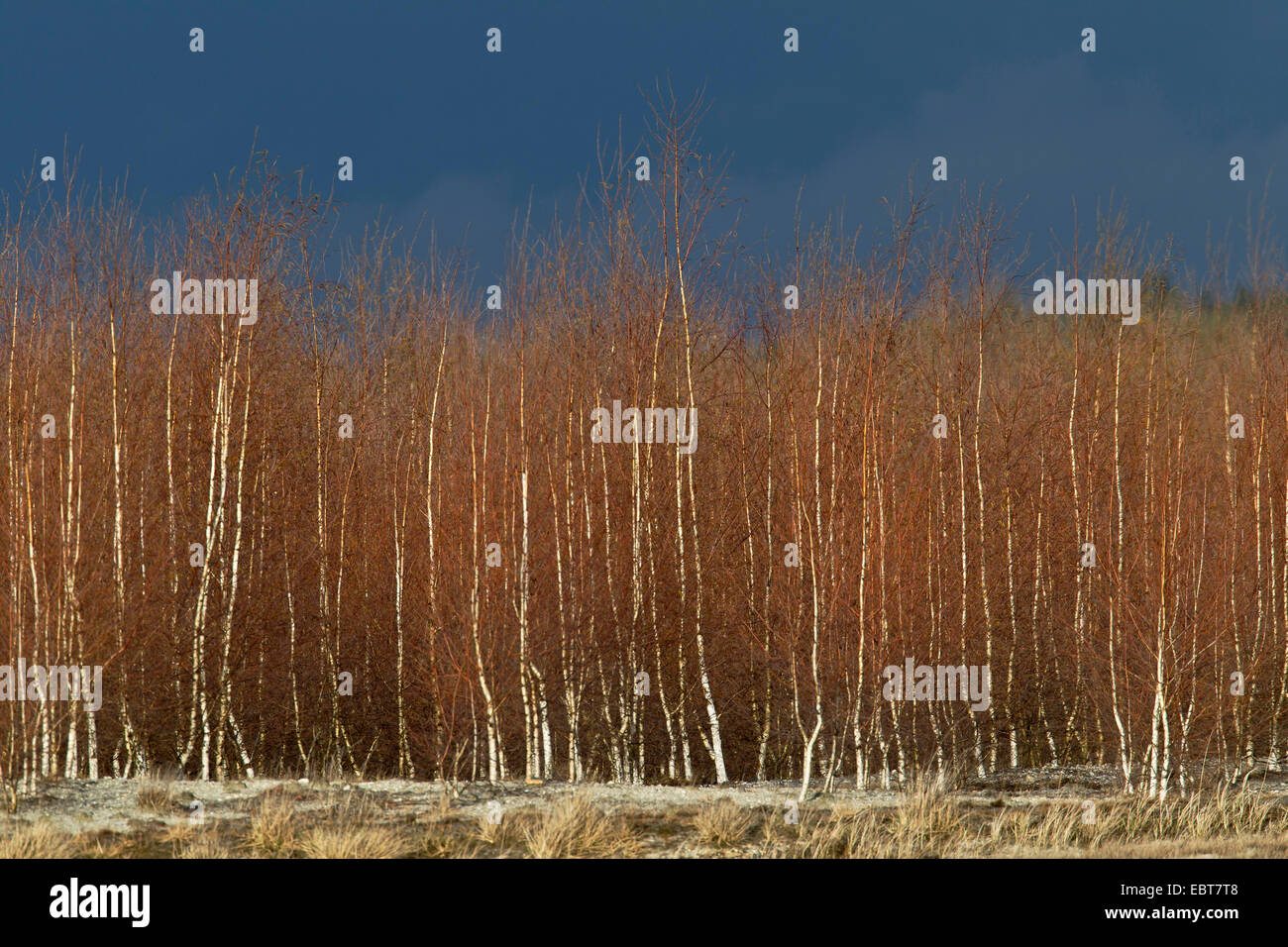 common birch, silver birch, European white birch, white birch (Betula pendula, Betula alba), birch forest, Germany, Saxony, Oberlausitz Stock Photo