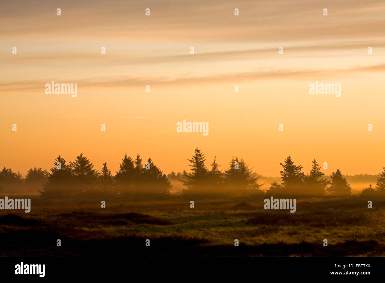 Norway spruce (Picea abies), Norway spruces in morning light, Denmark, Midtjylland, Jylland Stock Photo
