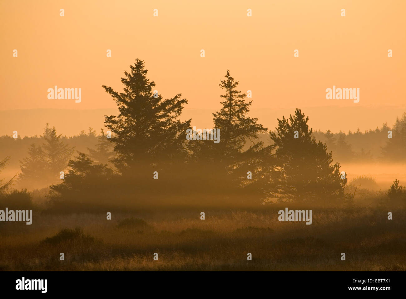 Norway spruce (Picea abies), spruce forest in the morning, Denmark, Midtjylland, Jylland Stock Photo