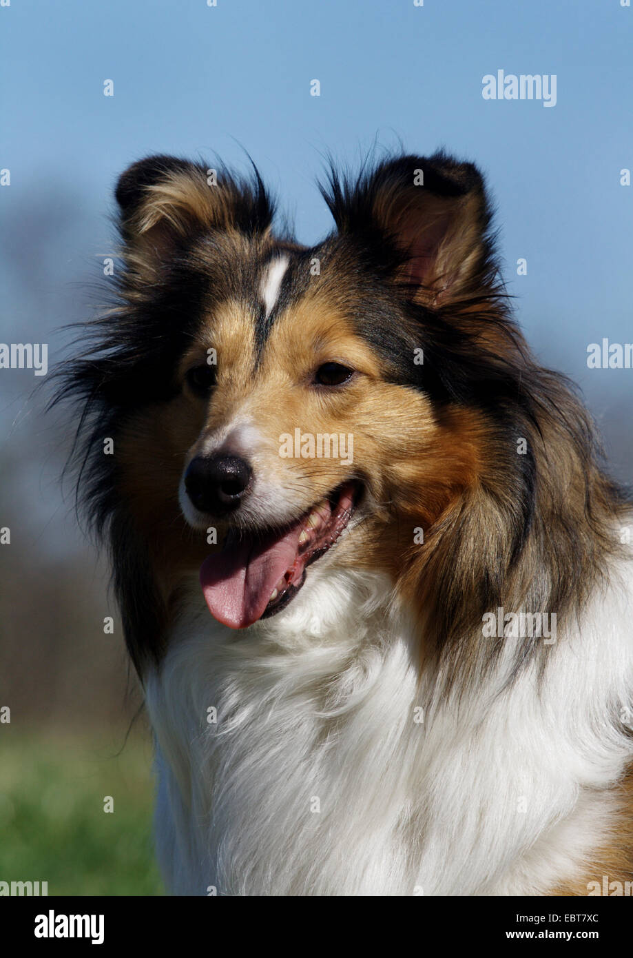 Shetland Sheepdog (Canis lupus f. familiaris), portrait, Germany Stock Photo