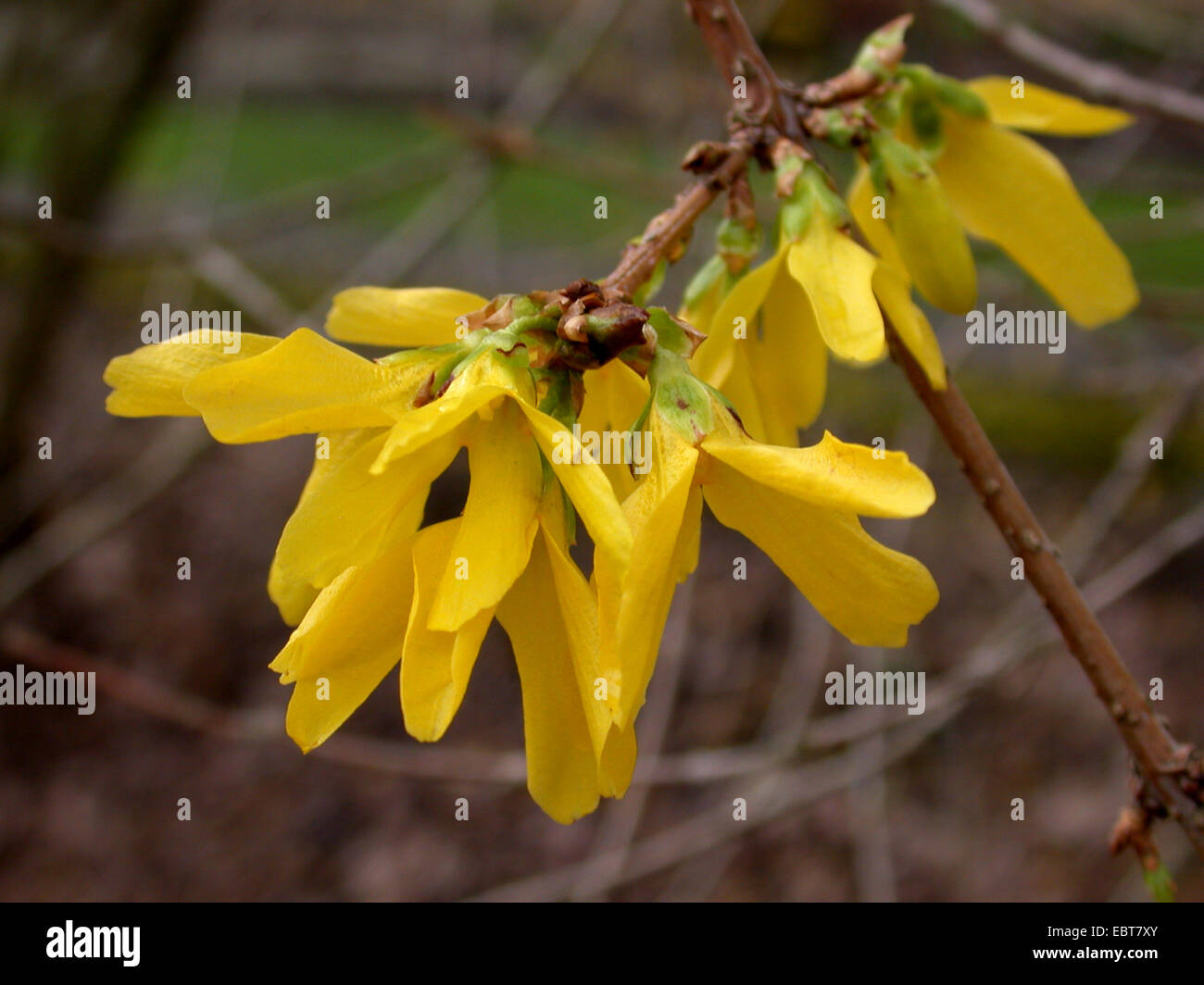 Early Forsythia, Weeping forsythia (Forsythia ovata), blooming twig Stock Photo
