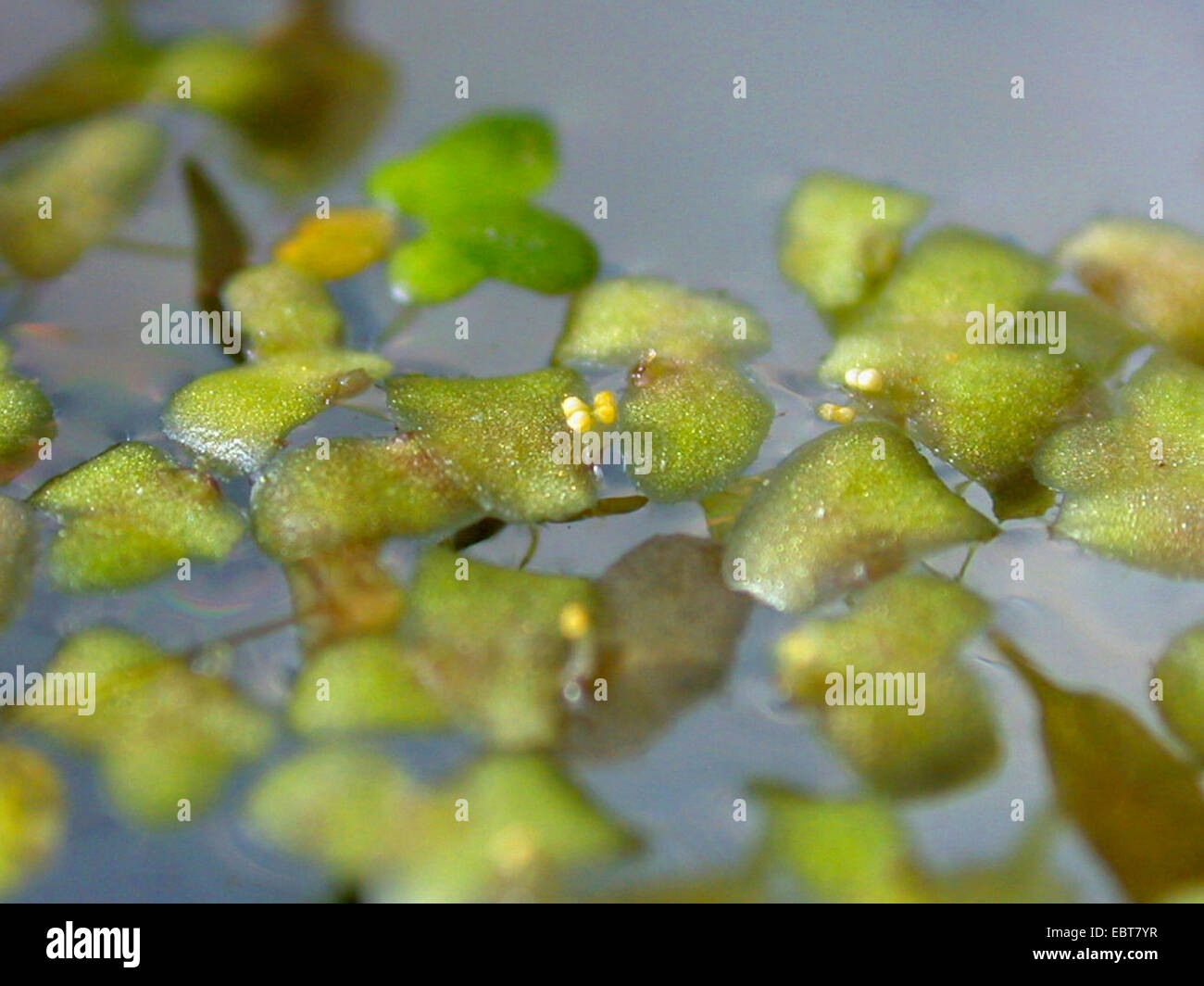 ivy-leaved duckweed, star duckweed (Lemna trisulca), blooming, Germany Stock Photo