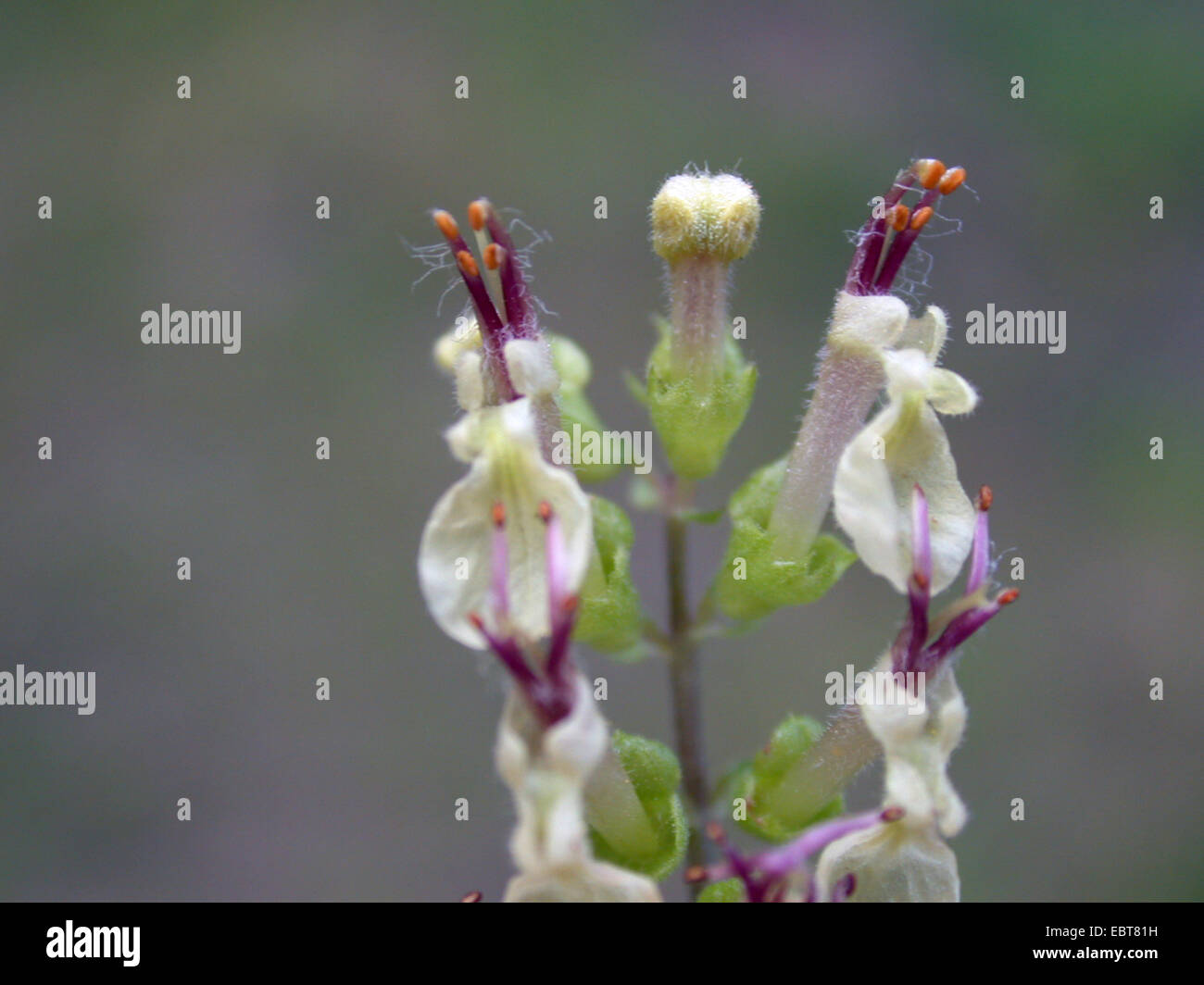 thumbnail image 2 of Canadian Germander Seeds – American Wood Sage – Teucrium Canadense – Herb Flower, 100 Seeds 2 of 5