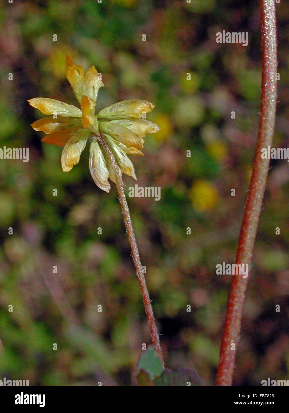 least hop clover, lesser trefoil, lesser yellow trefoil, small hop clover, suckling clover, shamrock (Trifolium dubium), inflorescence, Germany Stock Photo