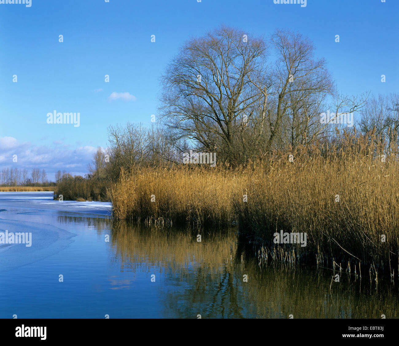 pond landscape with reed and willow in winter, Germany, Naturschutzgebiet Herbslebener Teiche Stock Photo