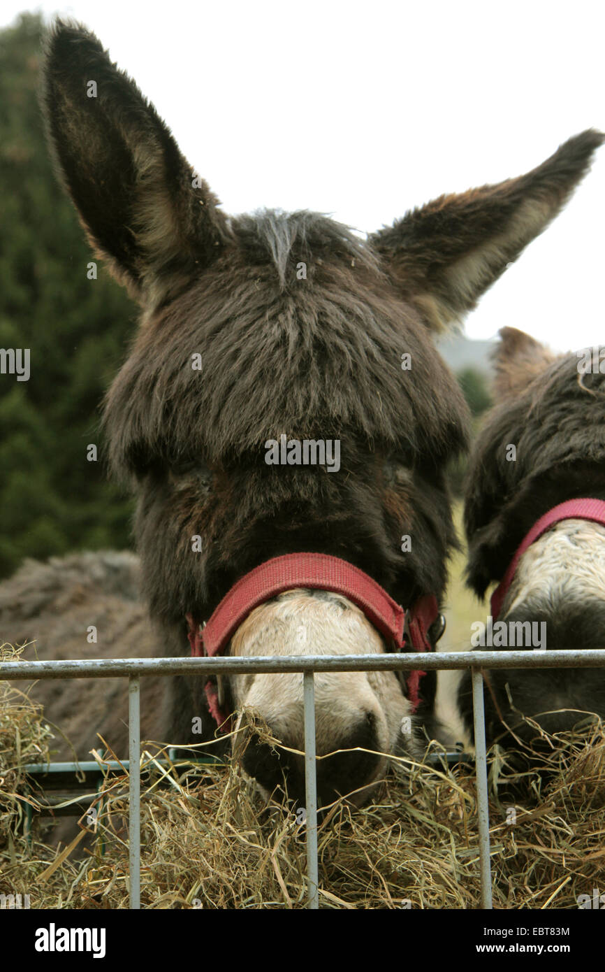 domestic donkey (Equus asinus f. asinus), donkeys feeding from a hay rack, Germany Stock Photo