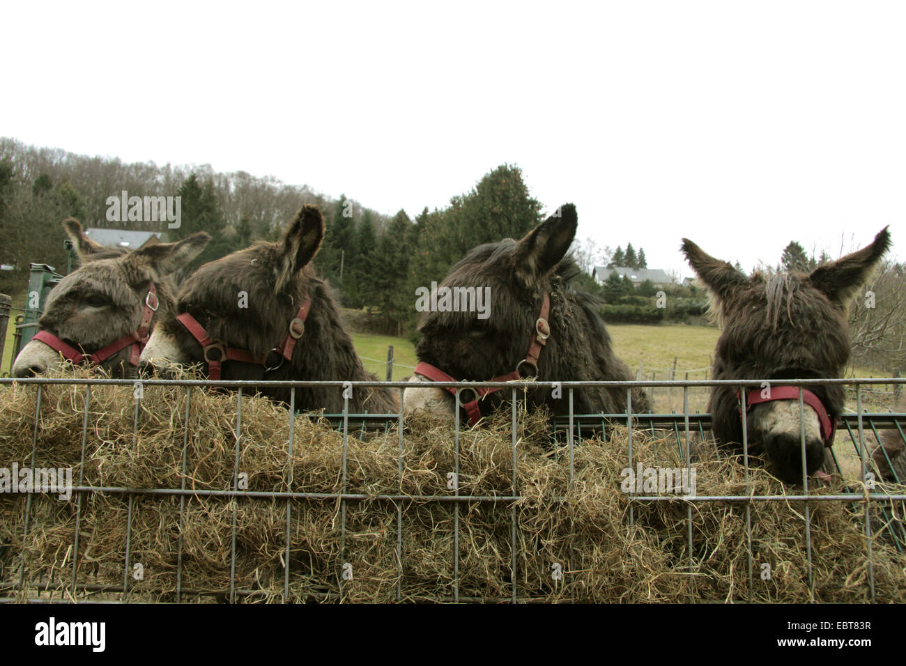 domestic donkey (Equus asinus f. asinus), four donkey feeding from a hay rack, Germany Stock Photo