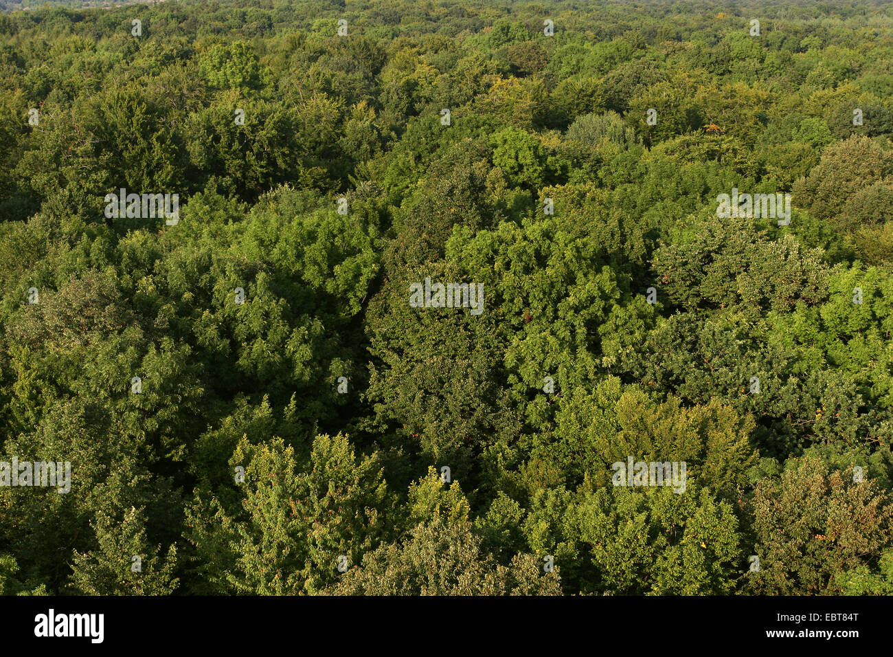 view from canopy walkway to tree tops, Germany, Thueringen, UNESCO Weltnaturerbe Nationalpark Hainich Stock Photo