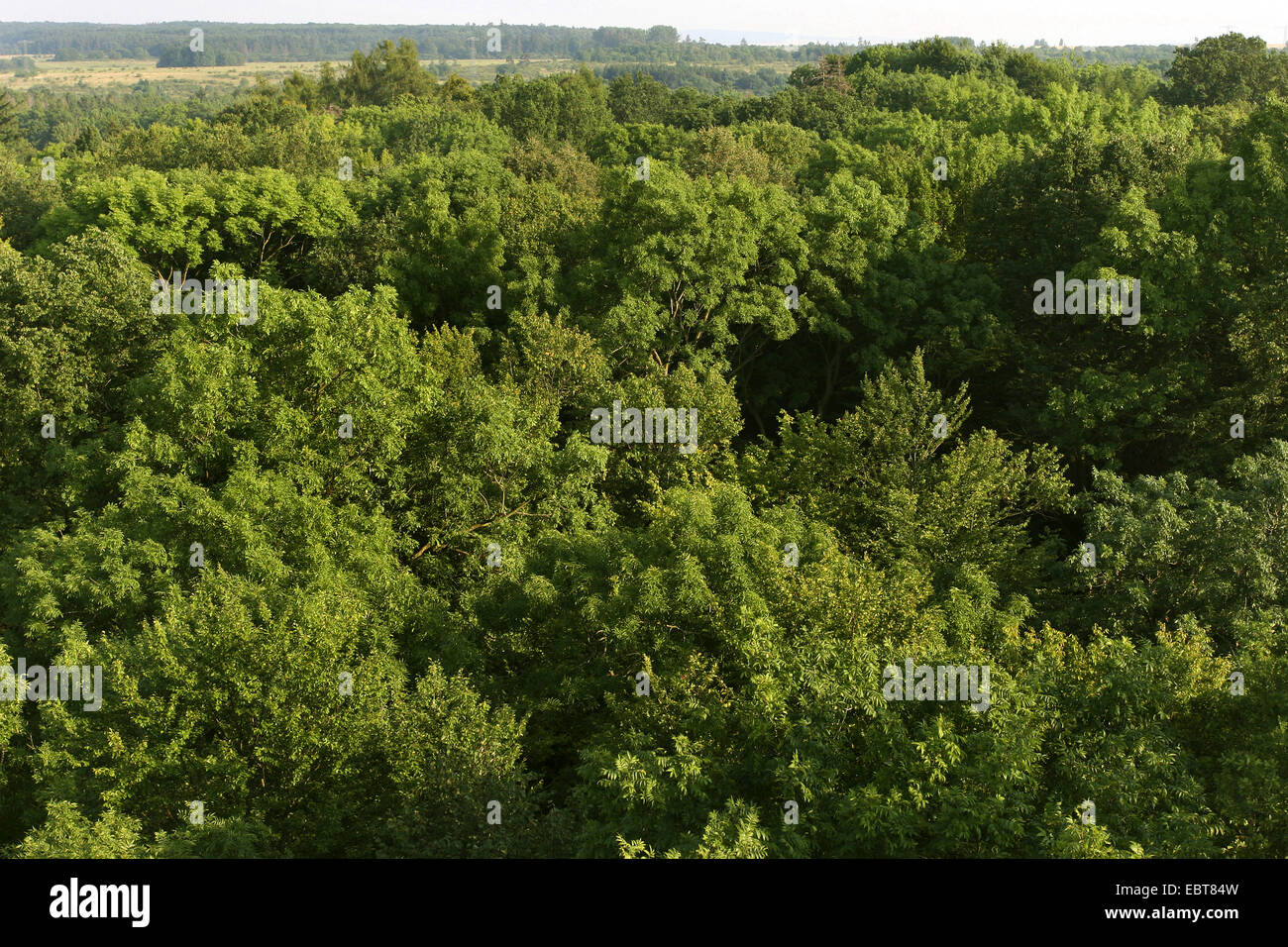 view from canopy walkway to tree tops, Germany, Thueringen, UNESCO Weltnaturerbe Nationalpark Hainich Stock Photo