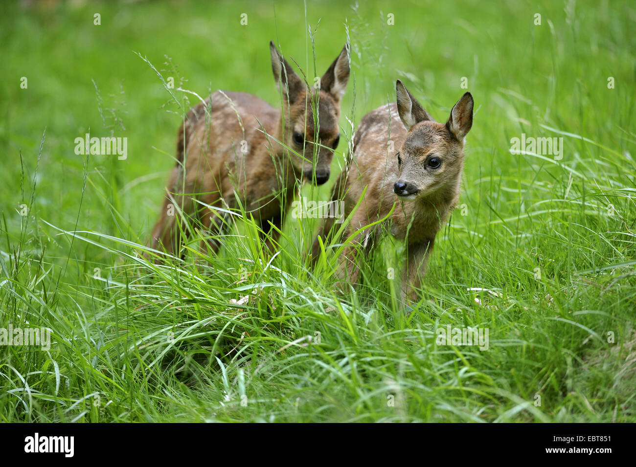 Roe deer with two fawns hi-res stock photography and images - Alamy