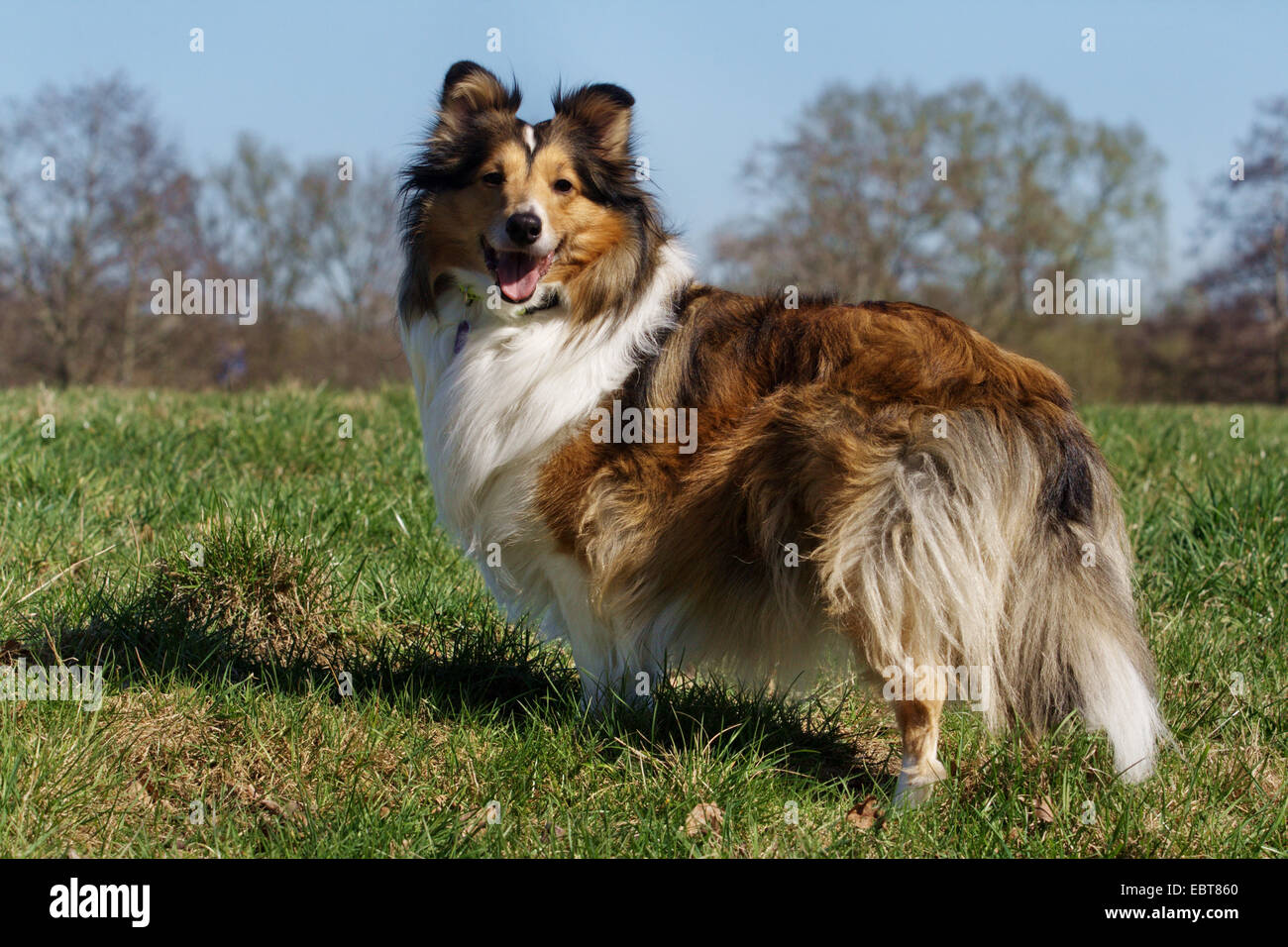 Shetland Sheepdog (Canis lupus f. familiaris), standing in meadow, Germany Stock Photo