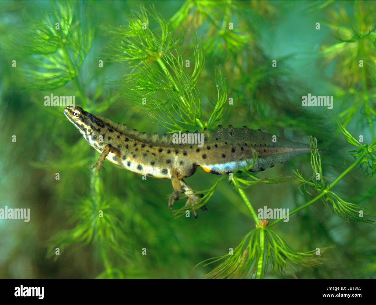 smooth newt (Triturus vulgaris, Lissotriton vulgaris ), male, Germany Stock Photo