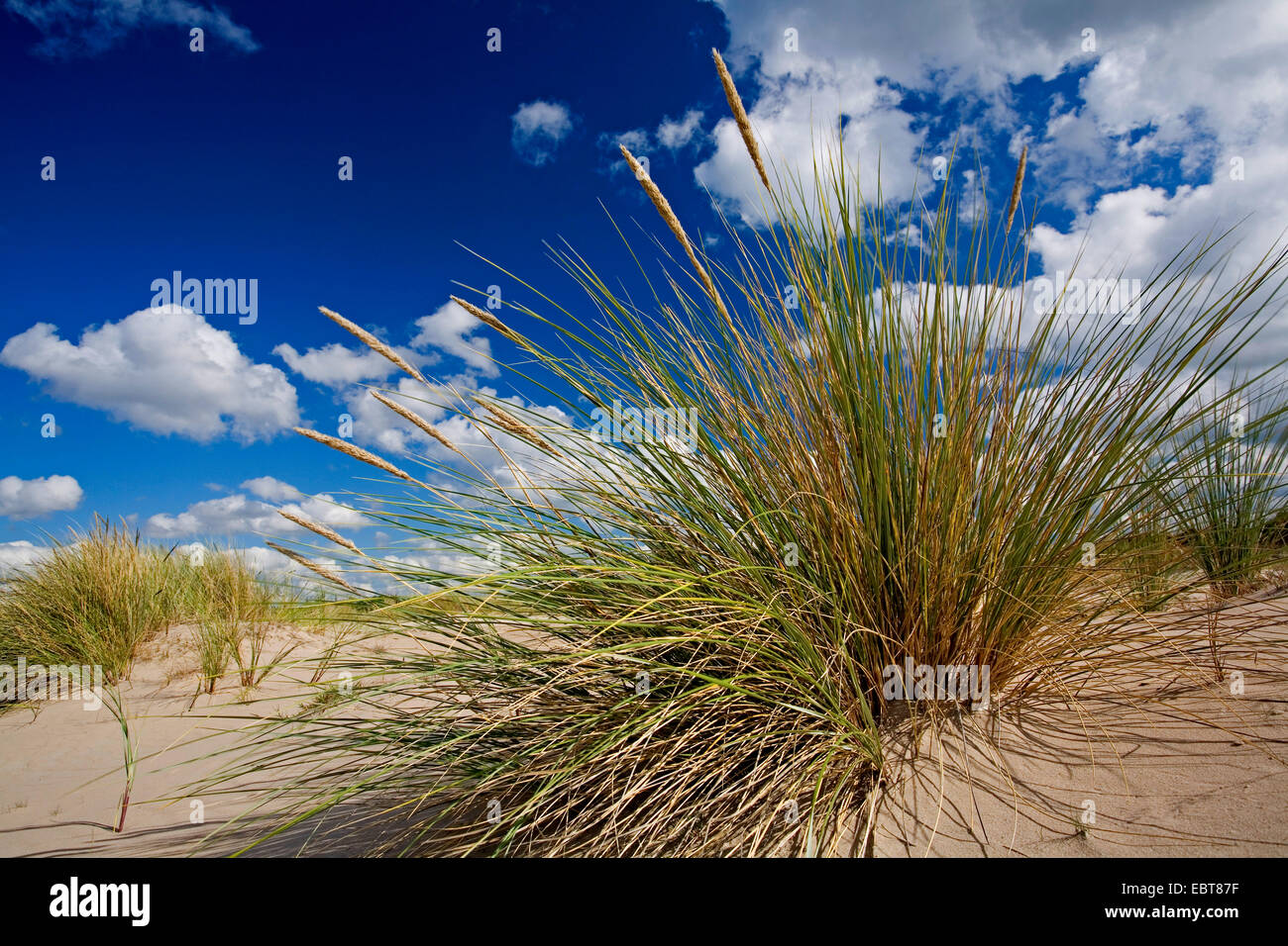 beach grass, European beachgrass, marram grass, psamma, sea sand-reed (Ammophila arenaria), on dunes, Denmark, Jutland Stock Photo