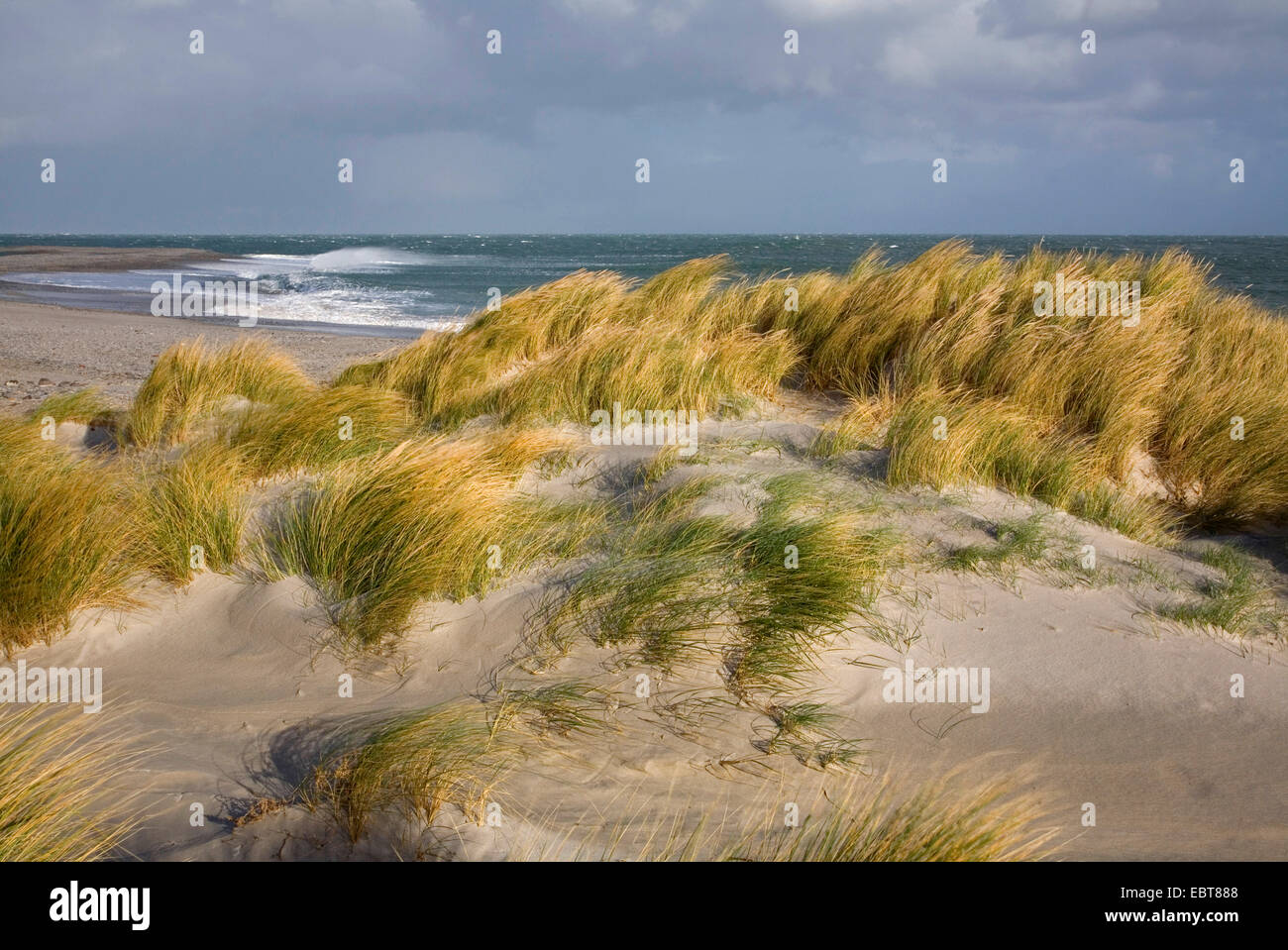 beach grass, European beachgrass, marram grass, psamma, sea sand-reed (Ammophila arenaria), on dunes in storm, Denmark, Juetland Stock Photo