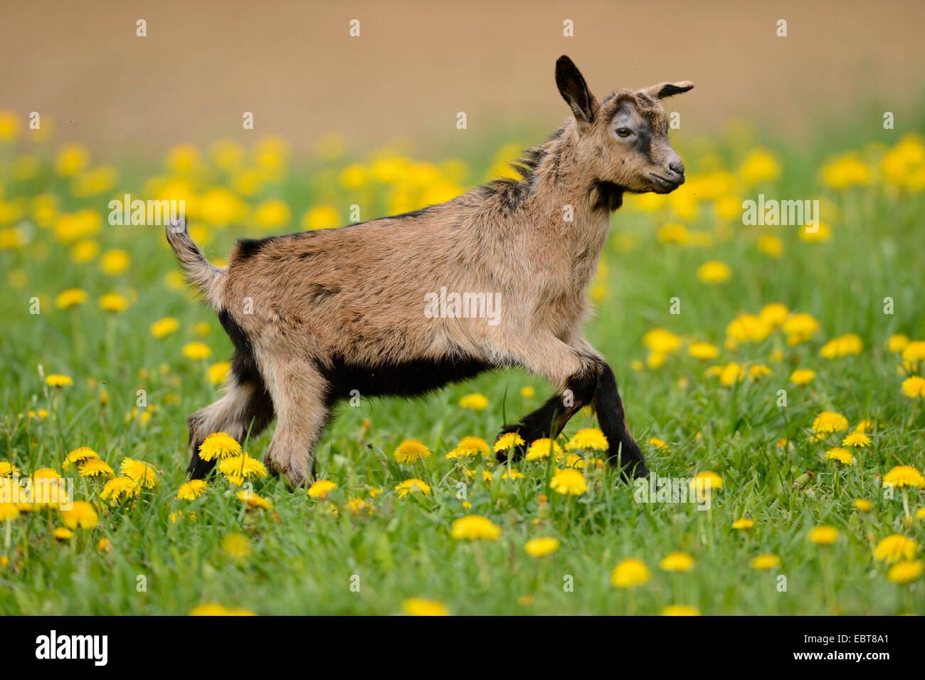 domestic goat (Capra hircus, Capra aegagrus f. hircus), goatling running across a dandelion meadow, Germany, Bavaria Stock Photo
