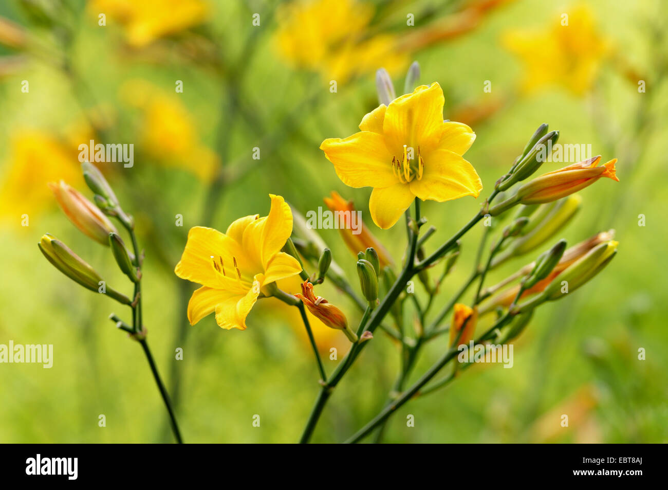 day lily hybrid (Hemerocallis-Hybride), blooming Stock Photo