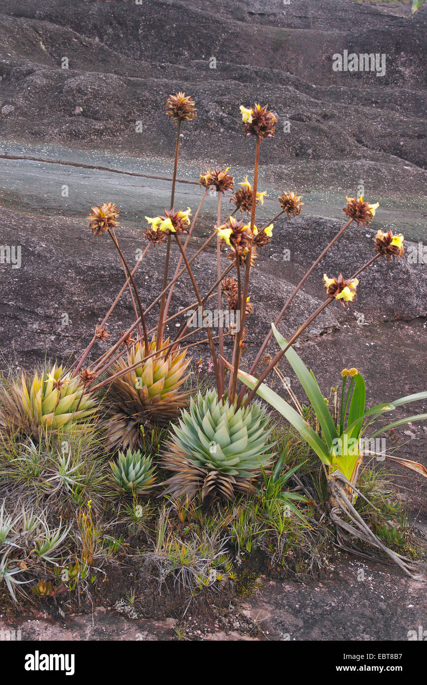 Orectanthe (Orectanthe sceptrum), blooming, Venezuela, Canaima National Park, Roraima Tepui Stock Photo