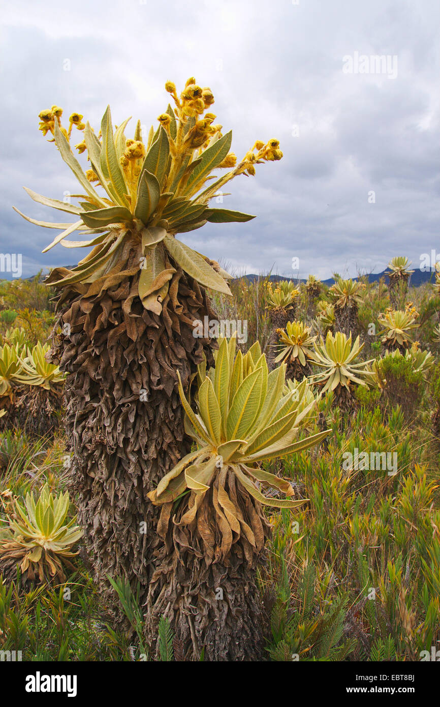 Espeletia (Espeletia spec.), blooming Espeletia, Colombia, Purace National Park Stock Photo