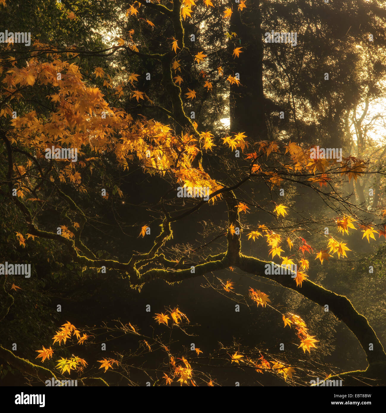 Beautiful golden Autumn leaves with bright backlighting from sunrise ...