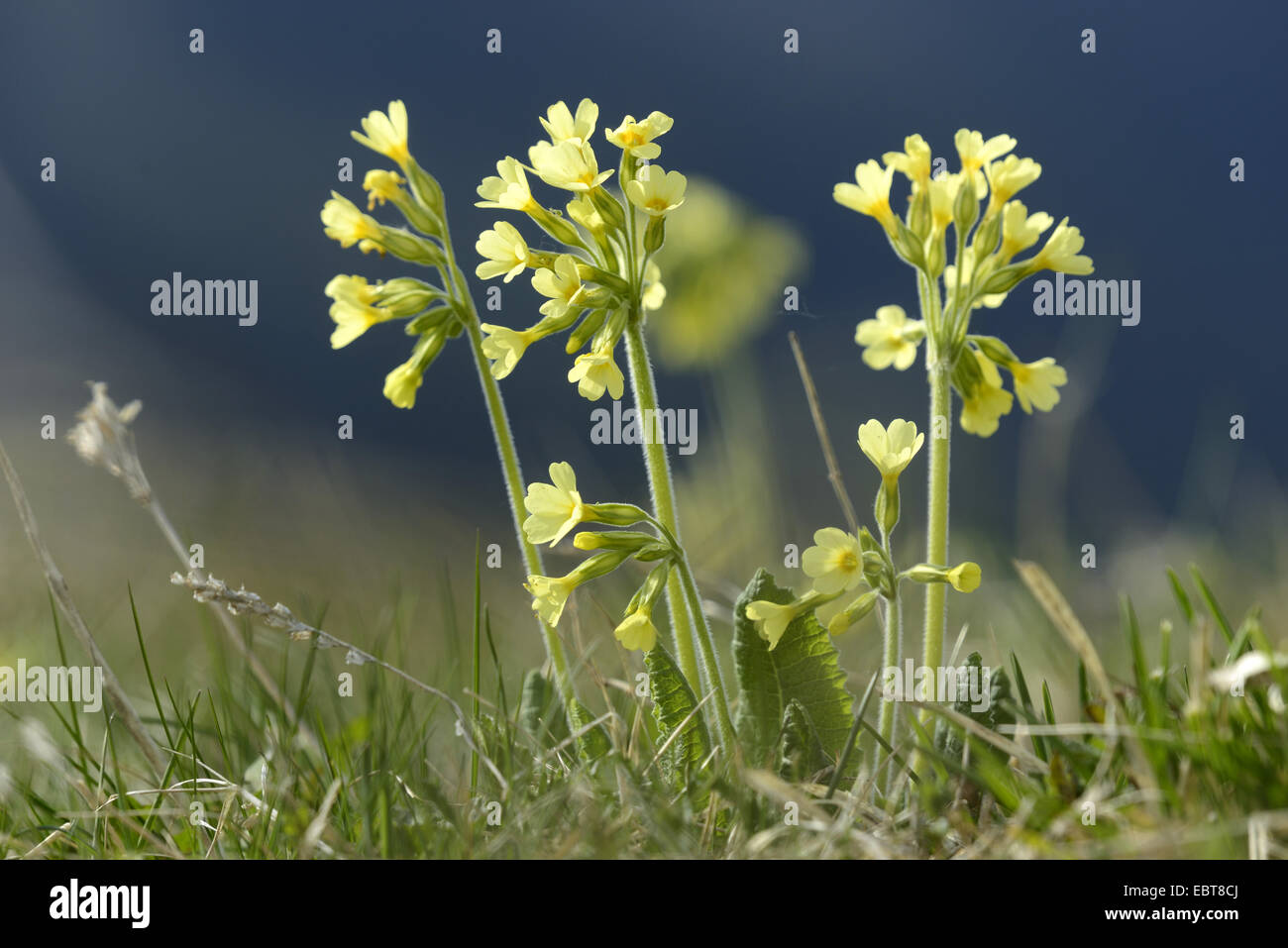 True oxlip (Primula elatior), blooming, Austria, Styria Stock Photo