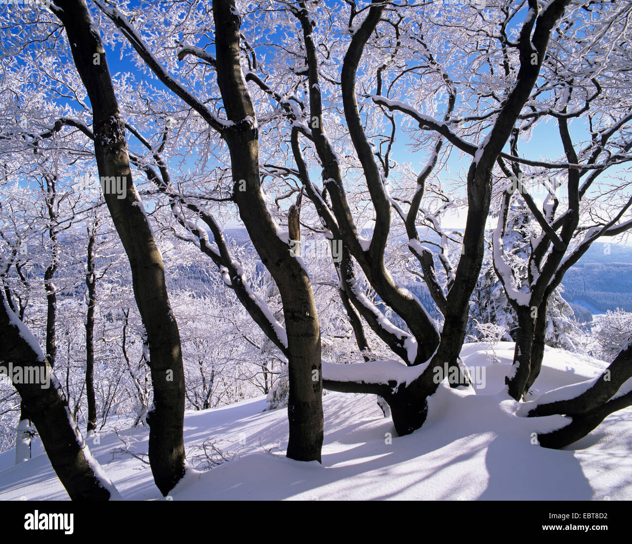 winter landscape in Thuringia Forest, Germany, Thueringen, Thueringer Wald Stock Photo