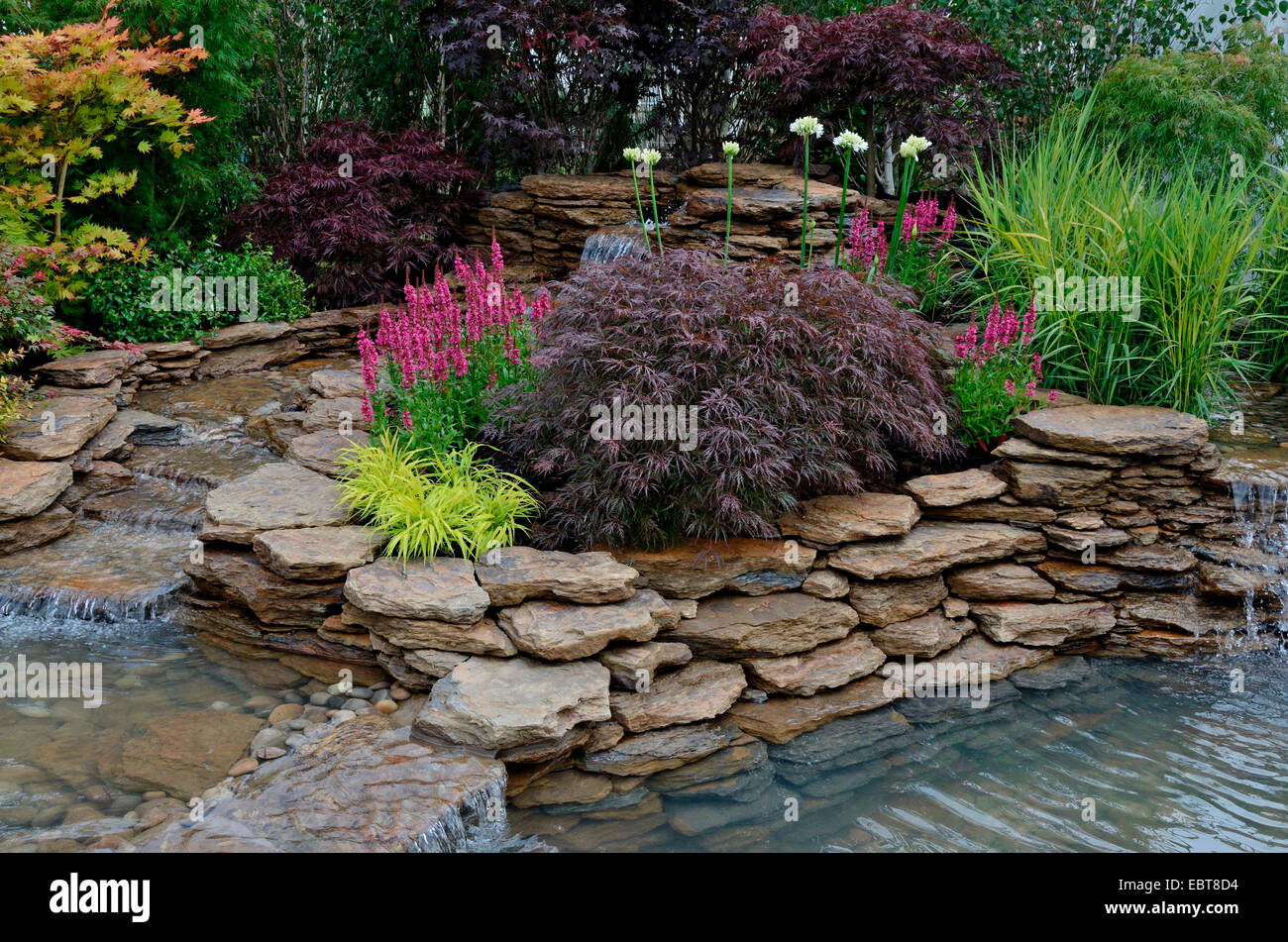 The pond area in a reflective aquatic garden with planted rockery and ...