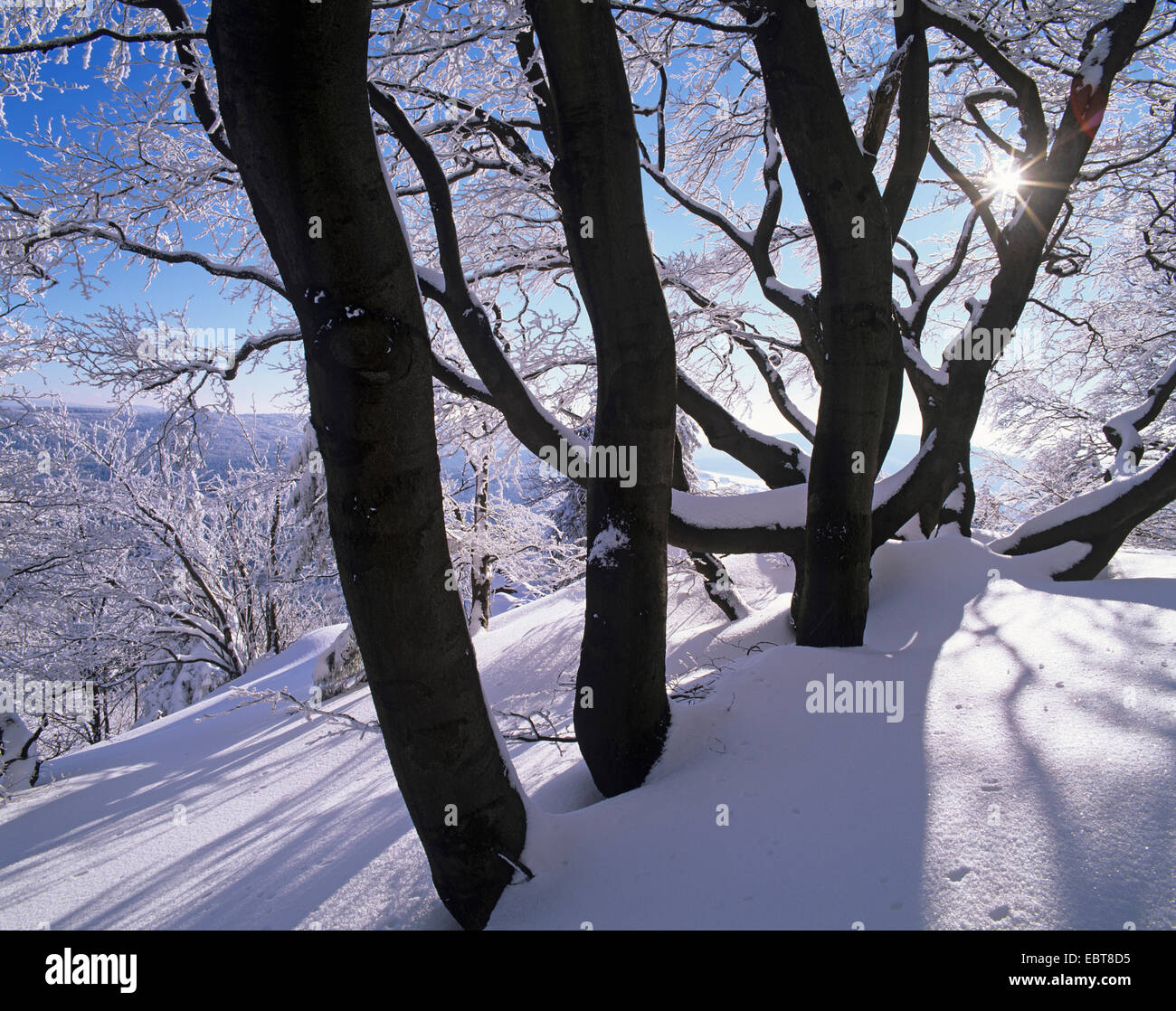 winter landscape in Thuringia Forest, Germany, Thueringen, Thueringer Wald Stock Photo