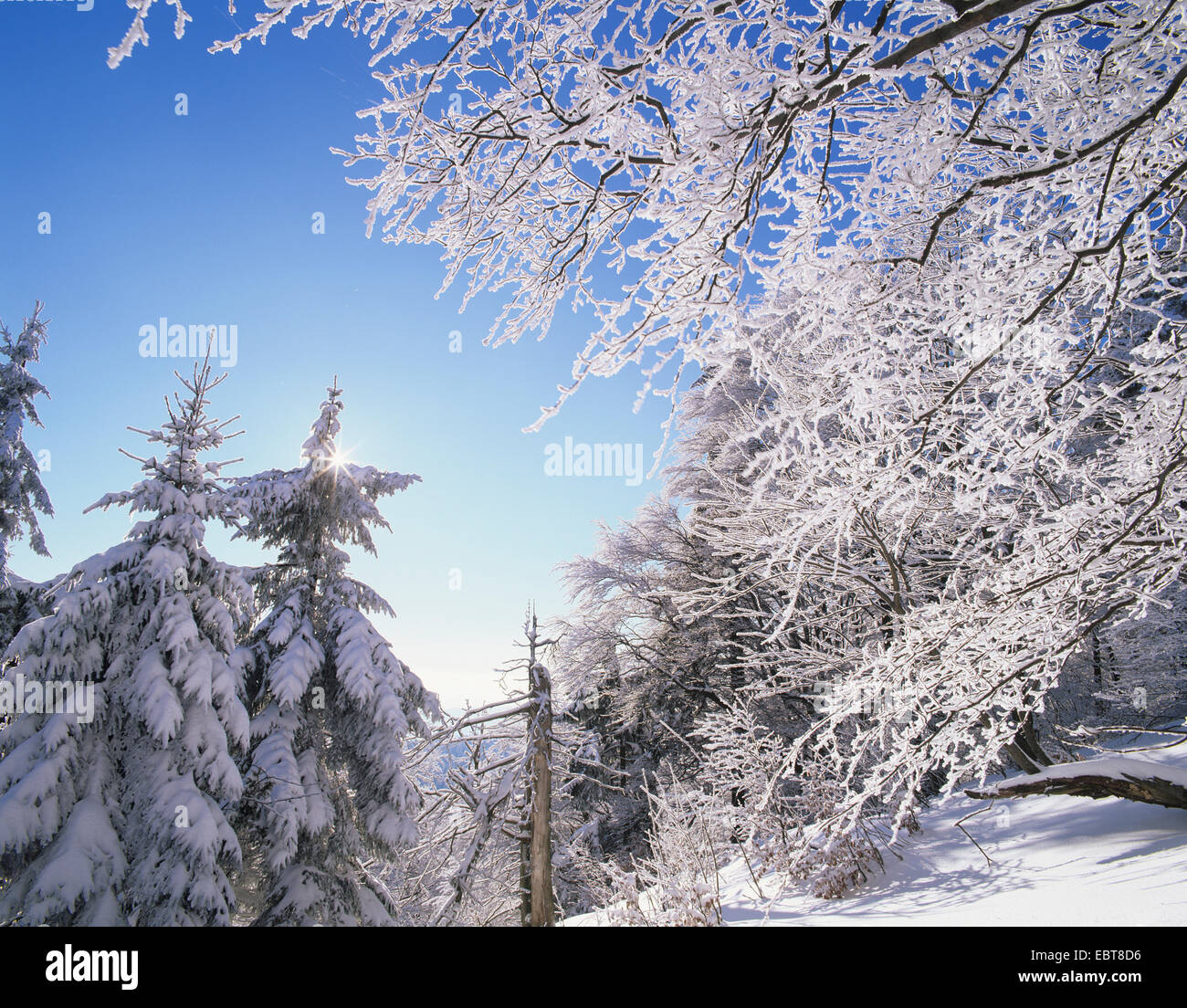 winter landscape in Thuringia Forest, Germany, Thueringen, Thueringer Wald Stock Photo