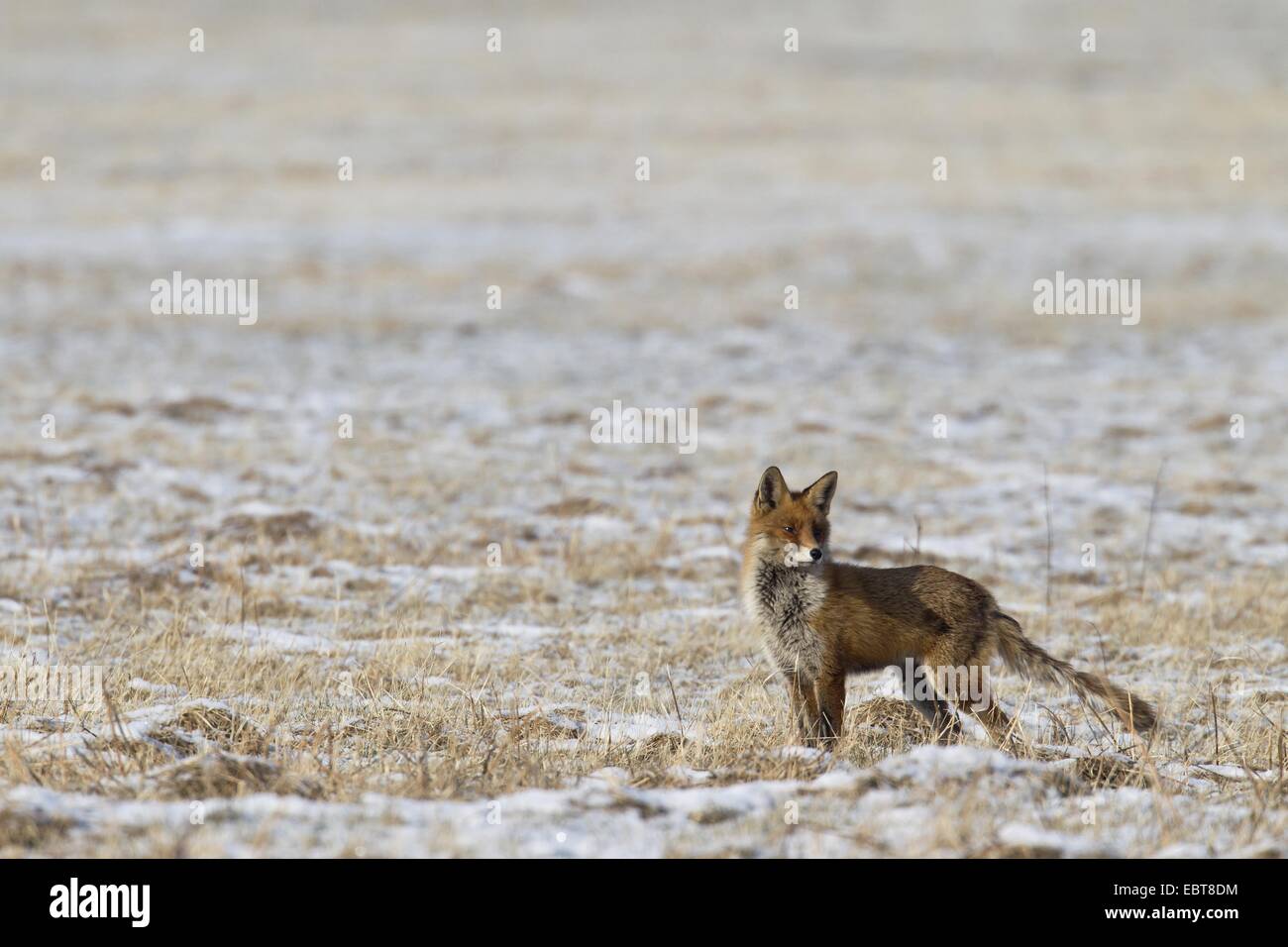 red fox (Vulpes vulpes), standing in a frozen meadow Stock Photo
