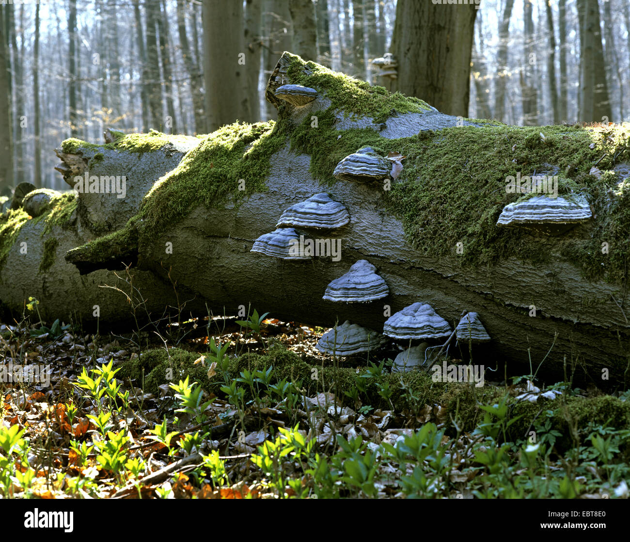 common beech (Fagus sylvatica), dead tree trunk with hoof fungus, Fomes fomentarius, Germany, Thueringen, Hainich National Park Stock Photo