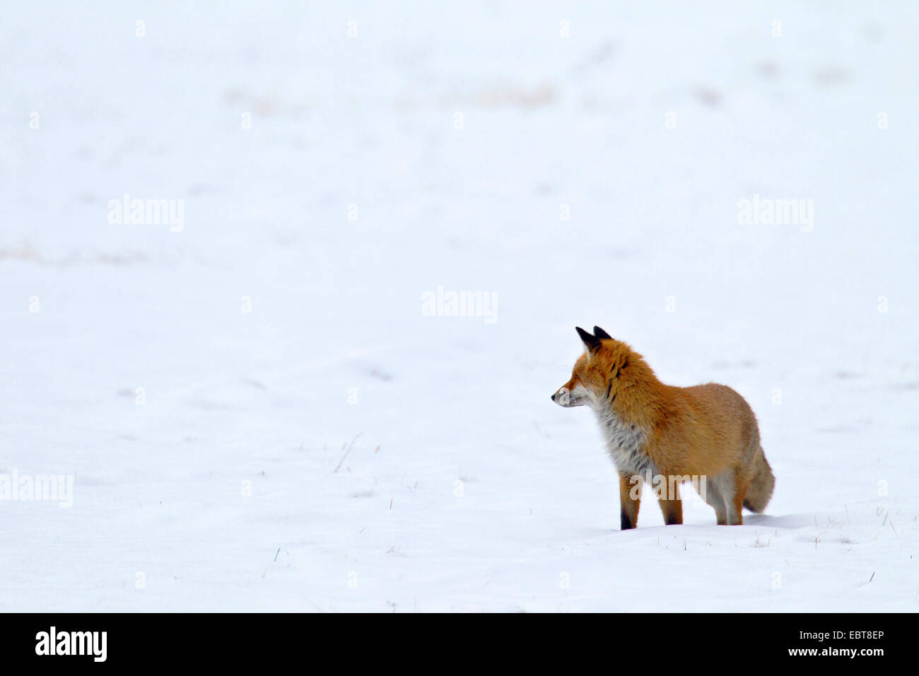 red fox (Vulpes vulpes), standing in a snow-covered meadow, Germany, Saxony, Oberlausitz Stock Photo